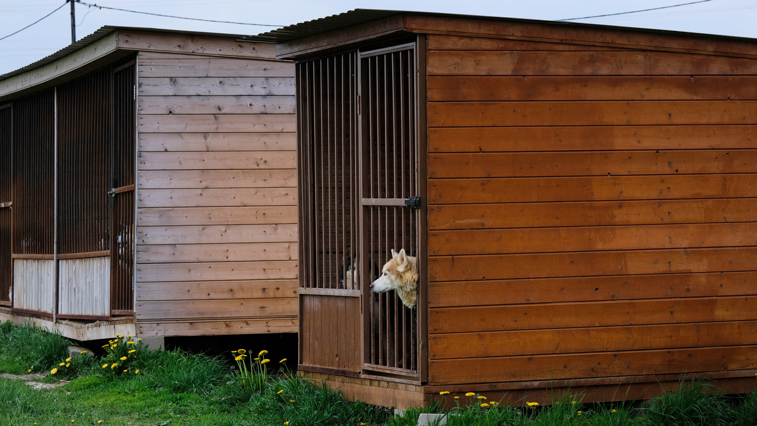 Приют Хаски. KRUTOVA_фотографирую жизнь