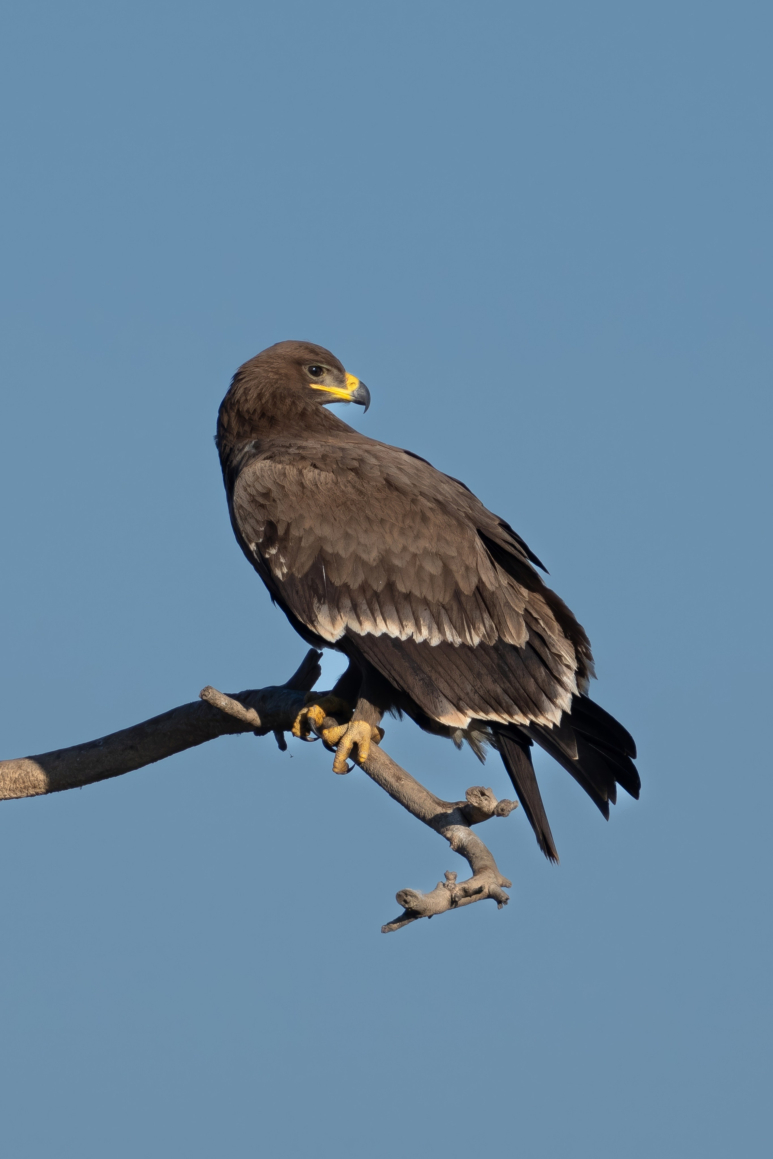 Степной орел (молодой)