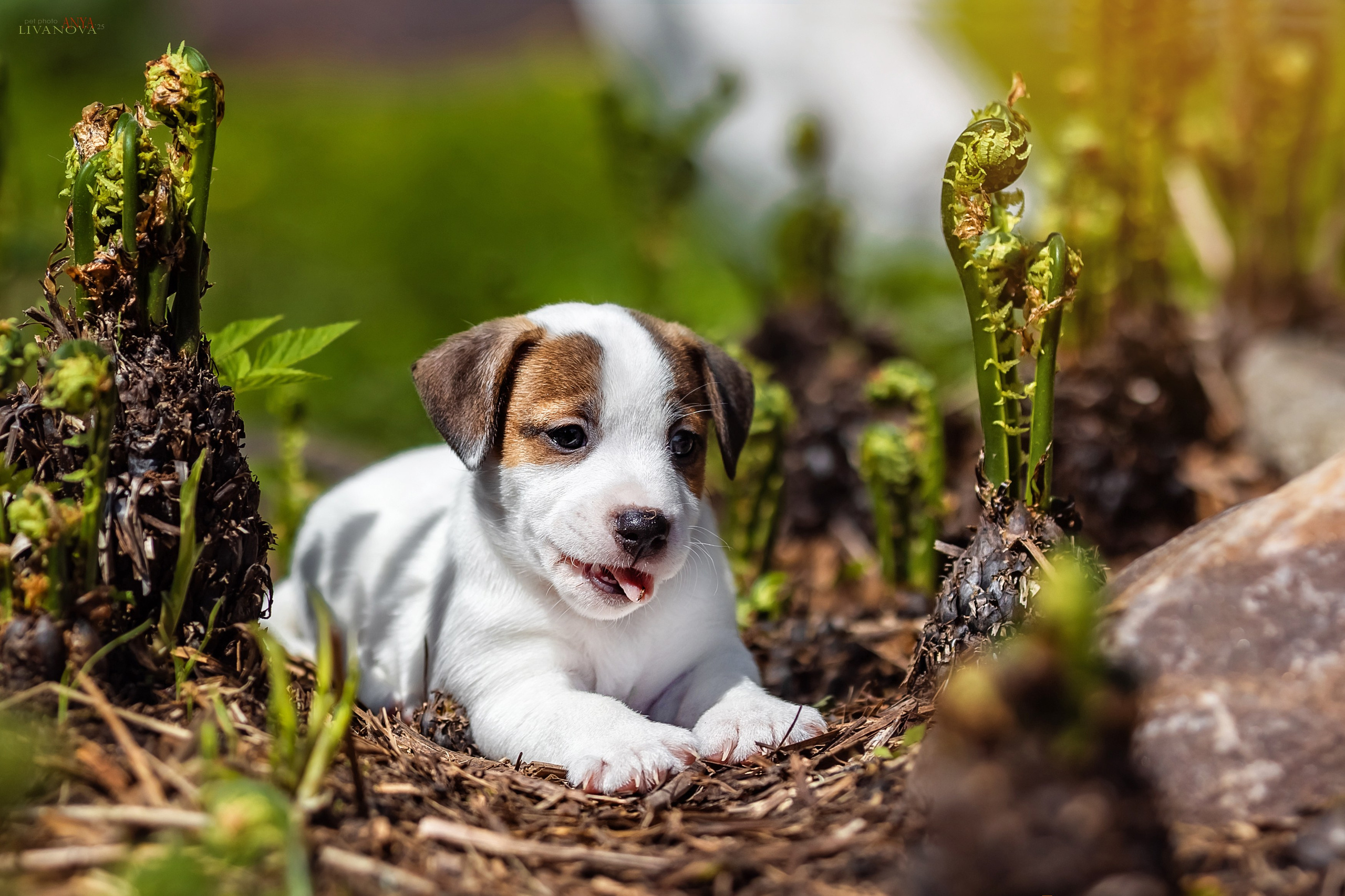 ДРТ. Фотограф анималист Аня Ливанова | Рыбинск