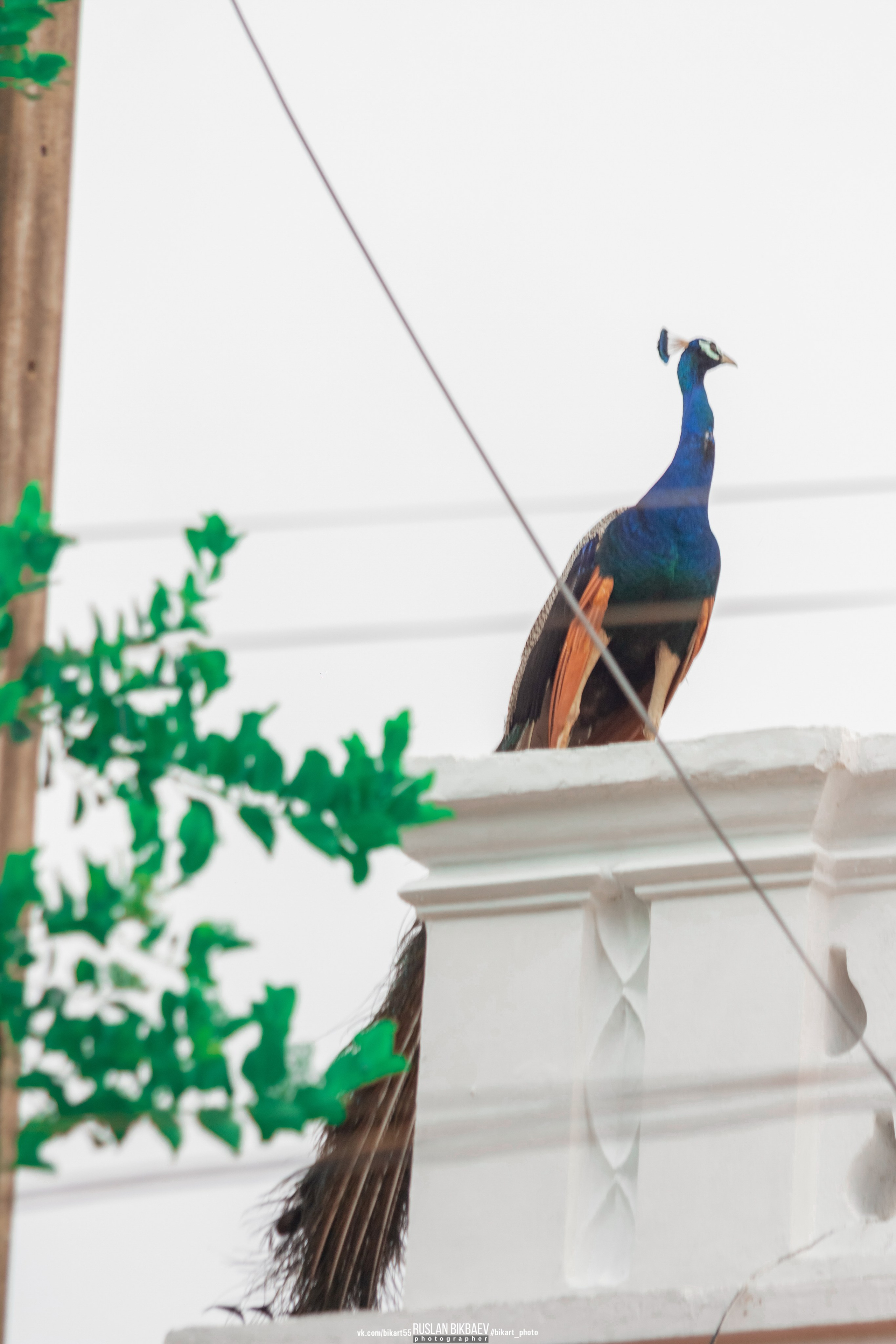 ШРИ-ЛАНКА 2025 / SRI LANKA 2025. Главная