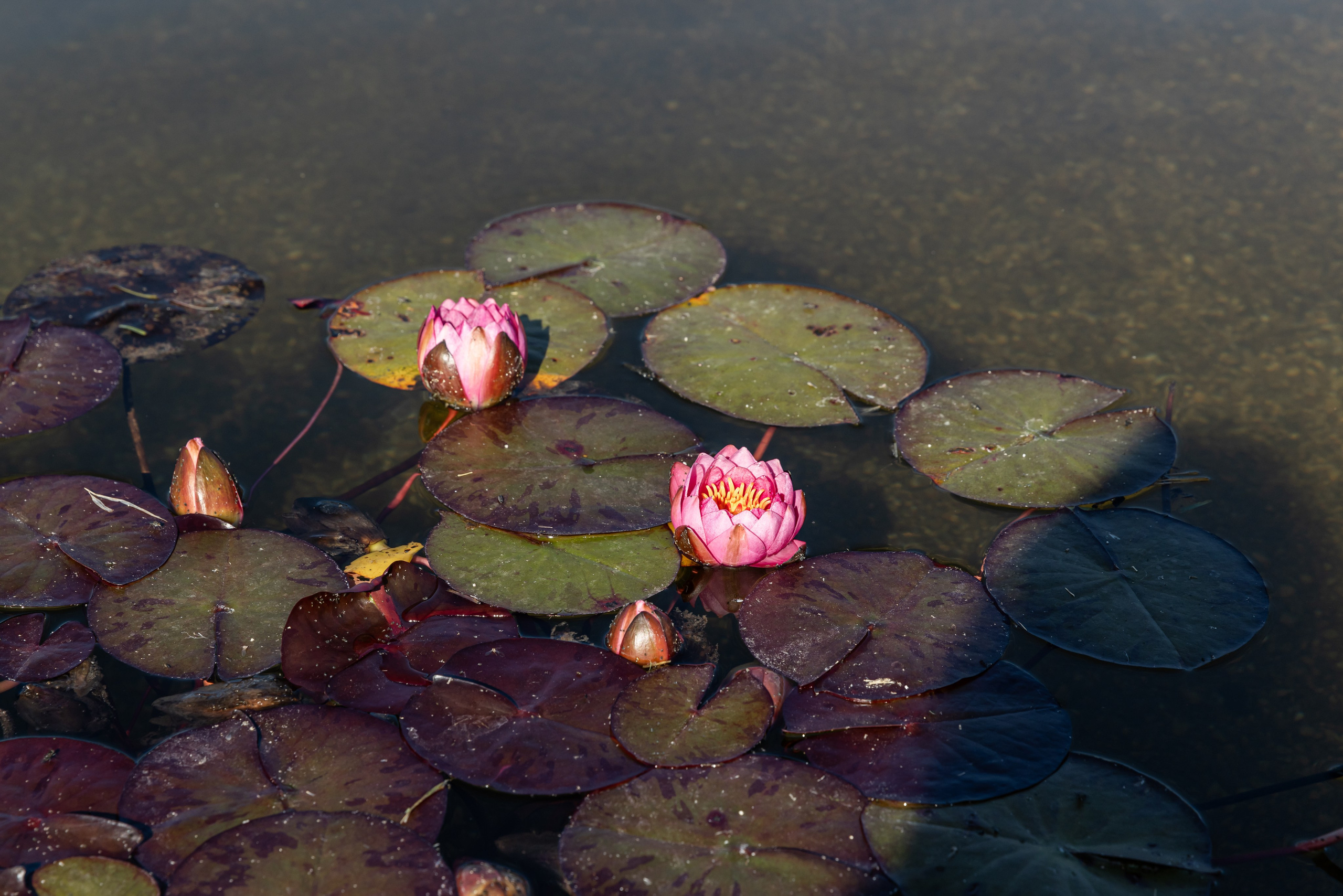ДЕРЕВЯННЫЙ ДОМ. Наталья Летунова — интерьерный фотограф в Иванове