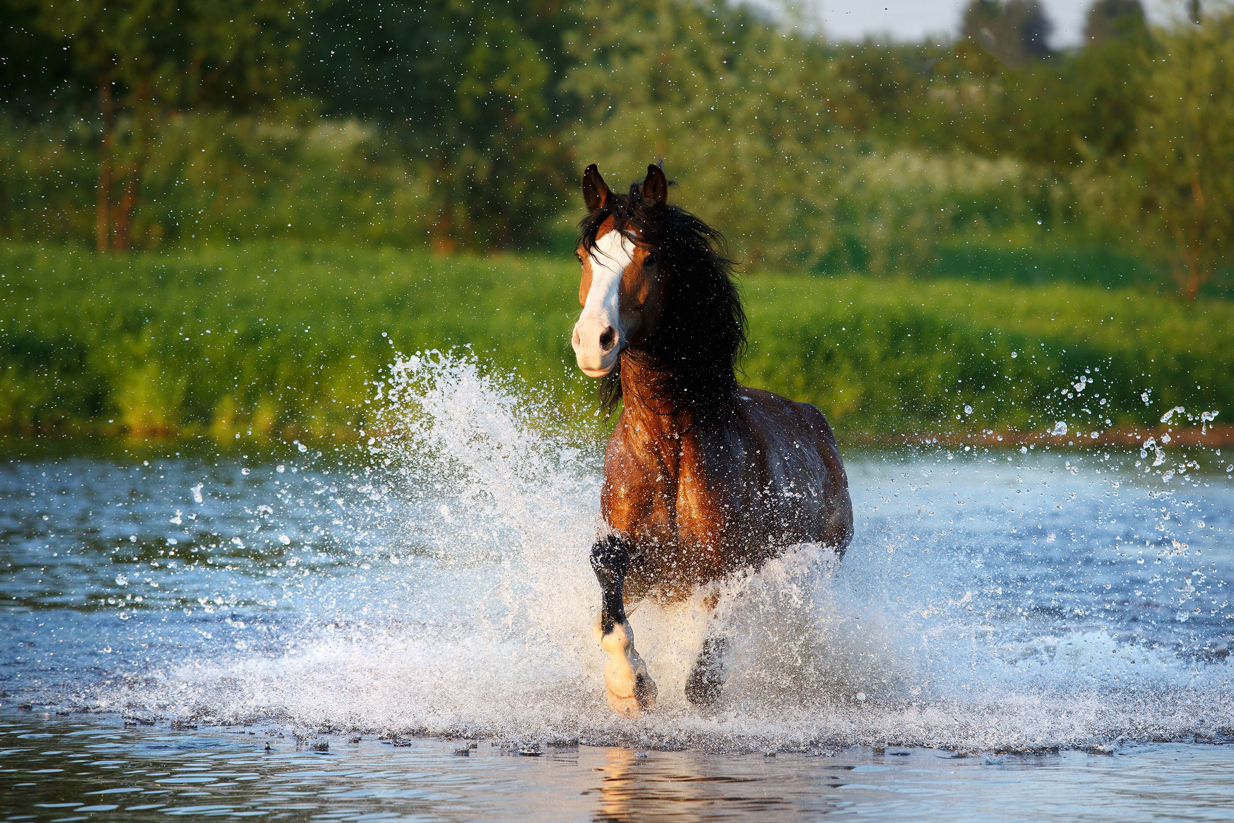 Лошади. Фотограф-анималист Юлия Удовенко