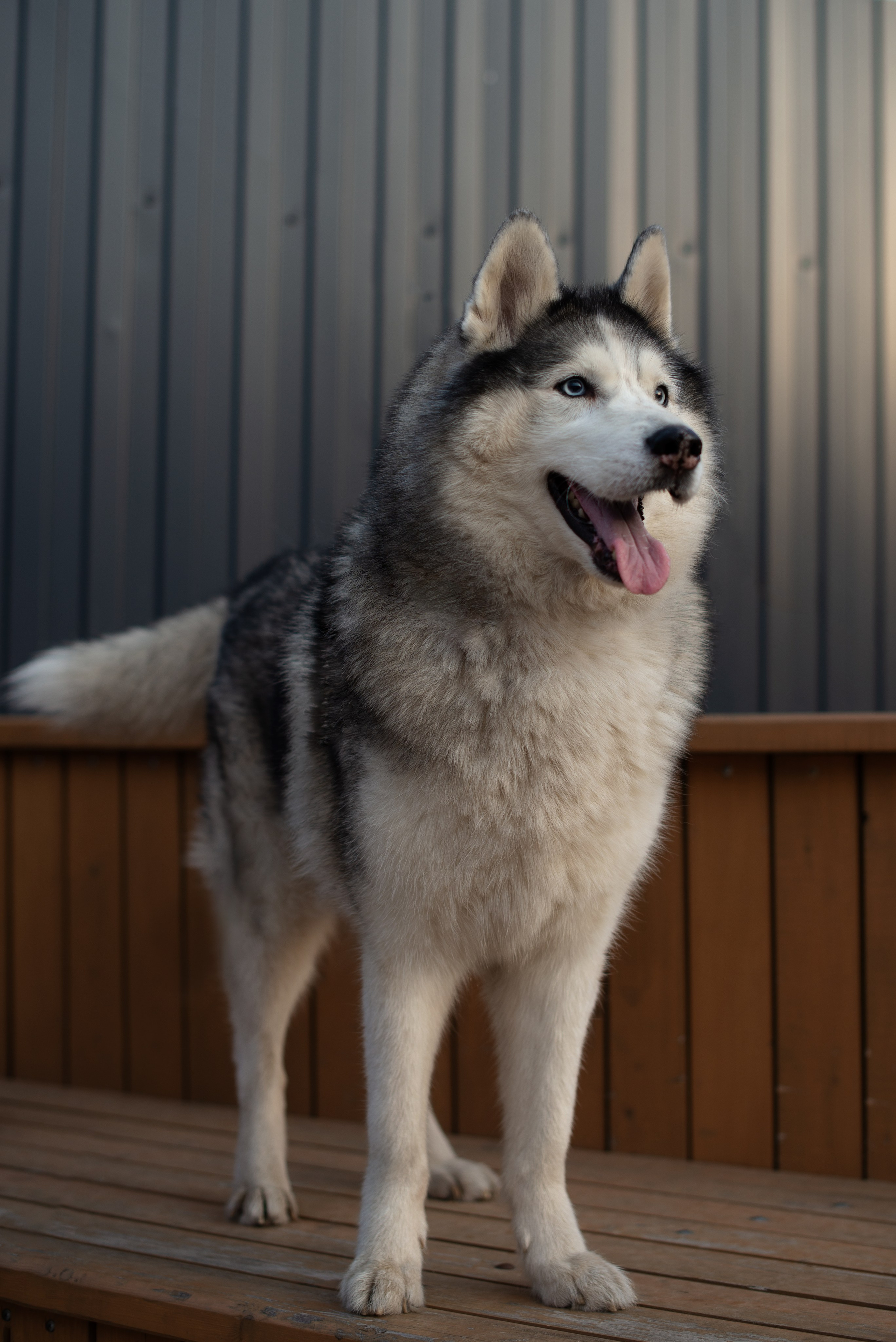 Прогулочная фотосессия Александр и Хан. Творческий фотограф Вологда