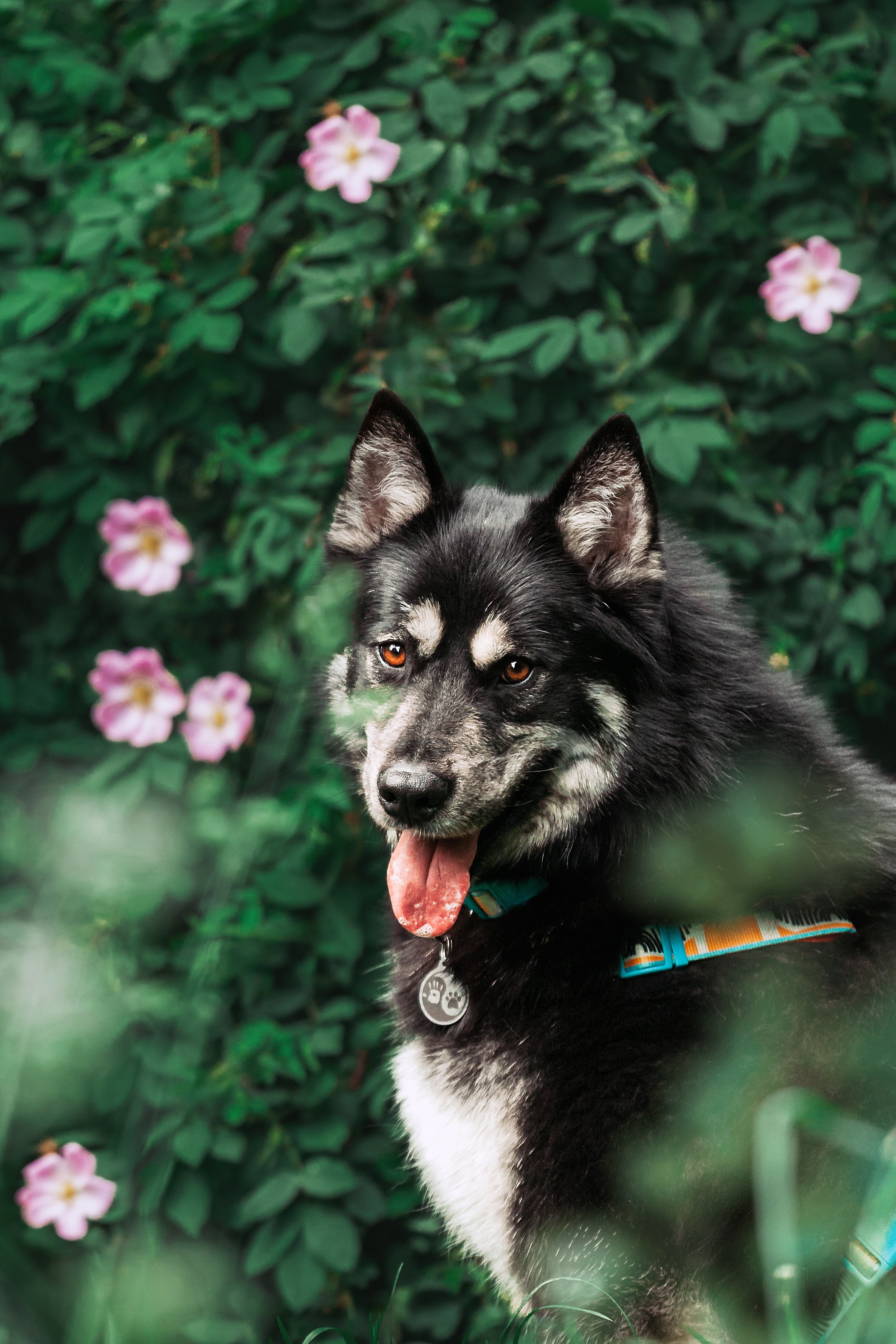 Собаки из приюта Дубовая роща лето 2025. Фотограф-анималист Татьяна Степанова