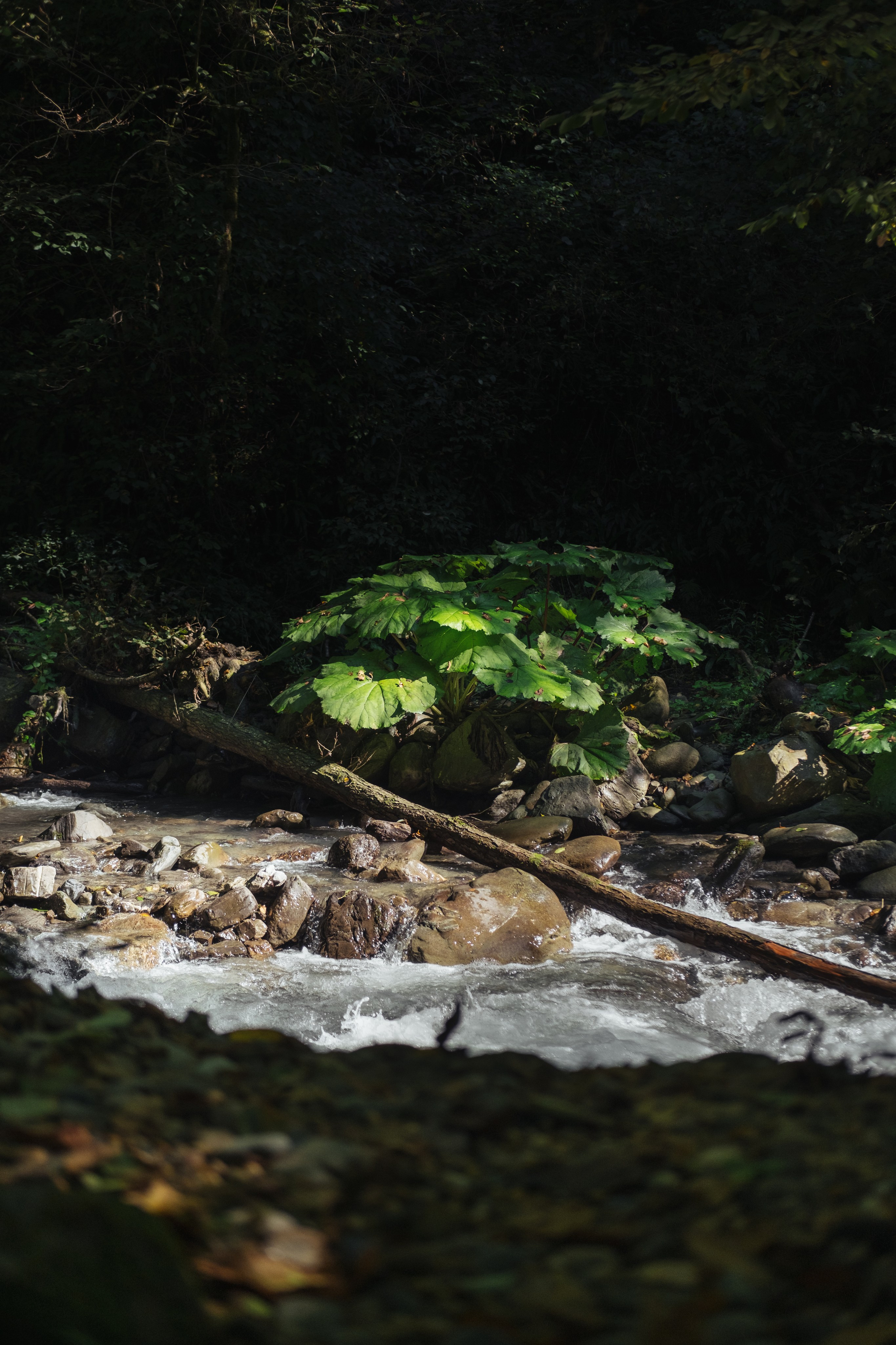 Кот и Дракон. Свадебный Видеограф Фотограф в Сочи