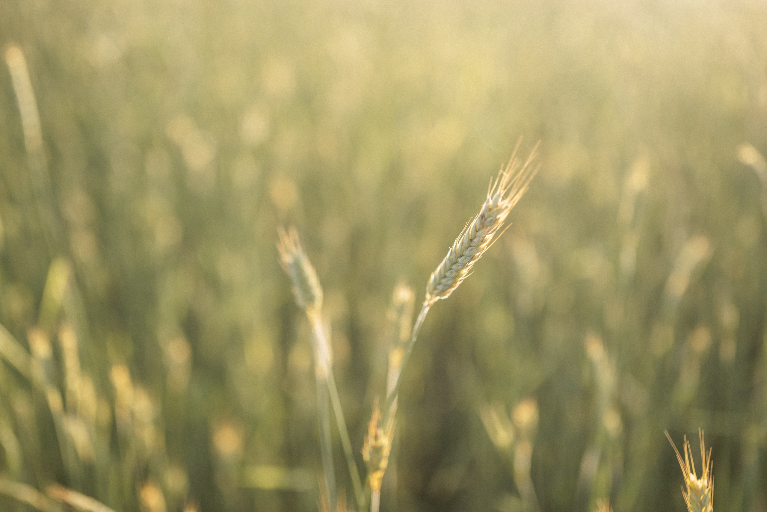 Ксюша. Фотограф Анна Абрикосова