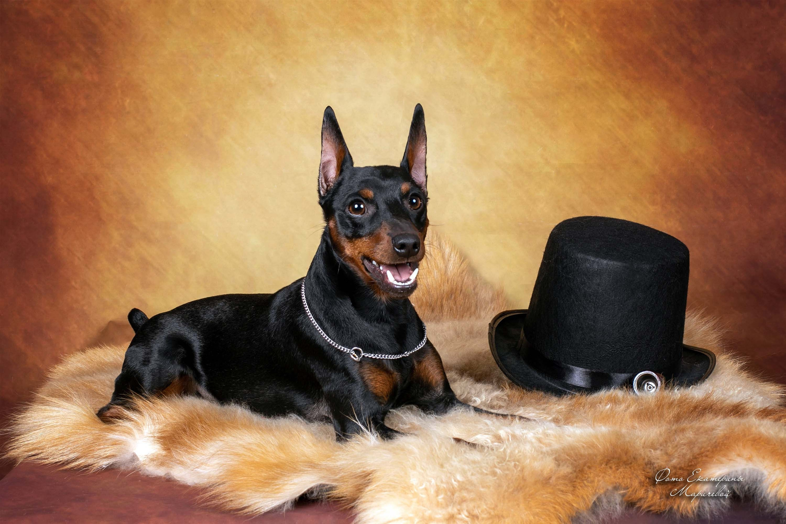 Коричневые фоны. Фотограф-анималист в Омске Екатерина Маричева