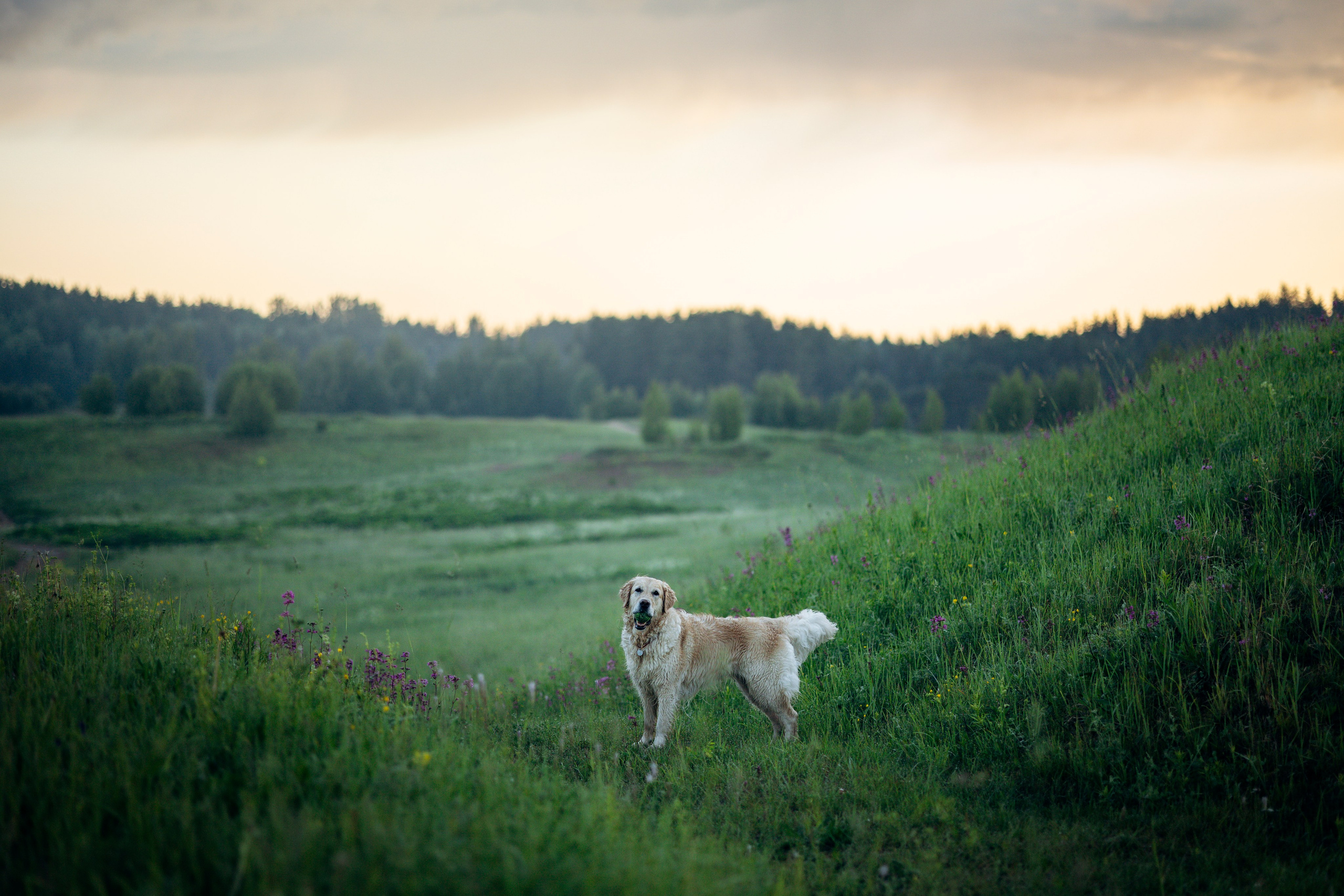 Юля и Руби. Фотограф — Анималист | Санкт-Петербург