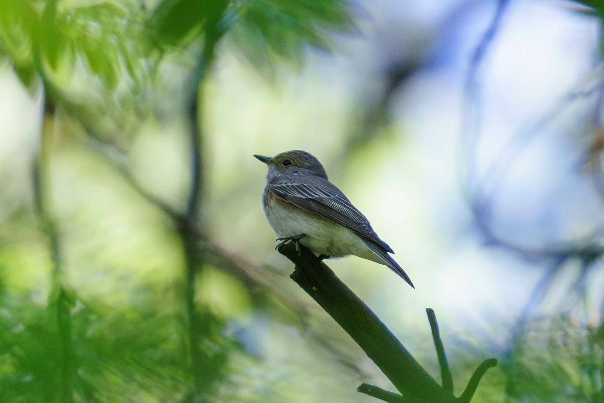 Удивительные мир птиц. Вокруг нас столько прекрасного — присмотритесь!. Ваш личный фотограф Марина Волкова