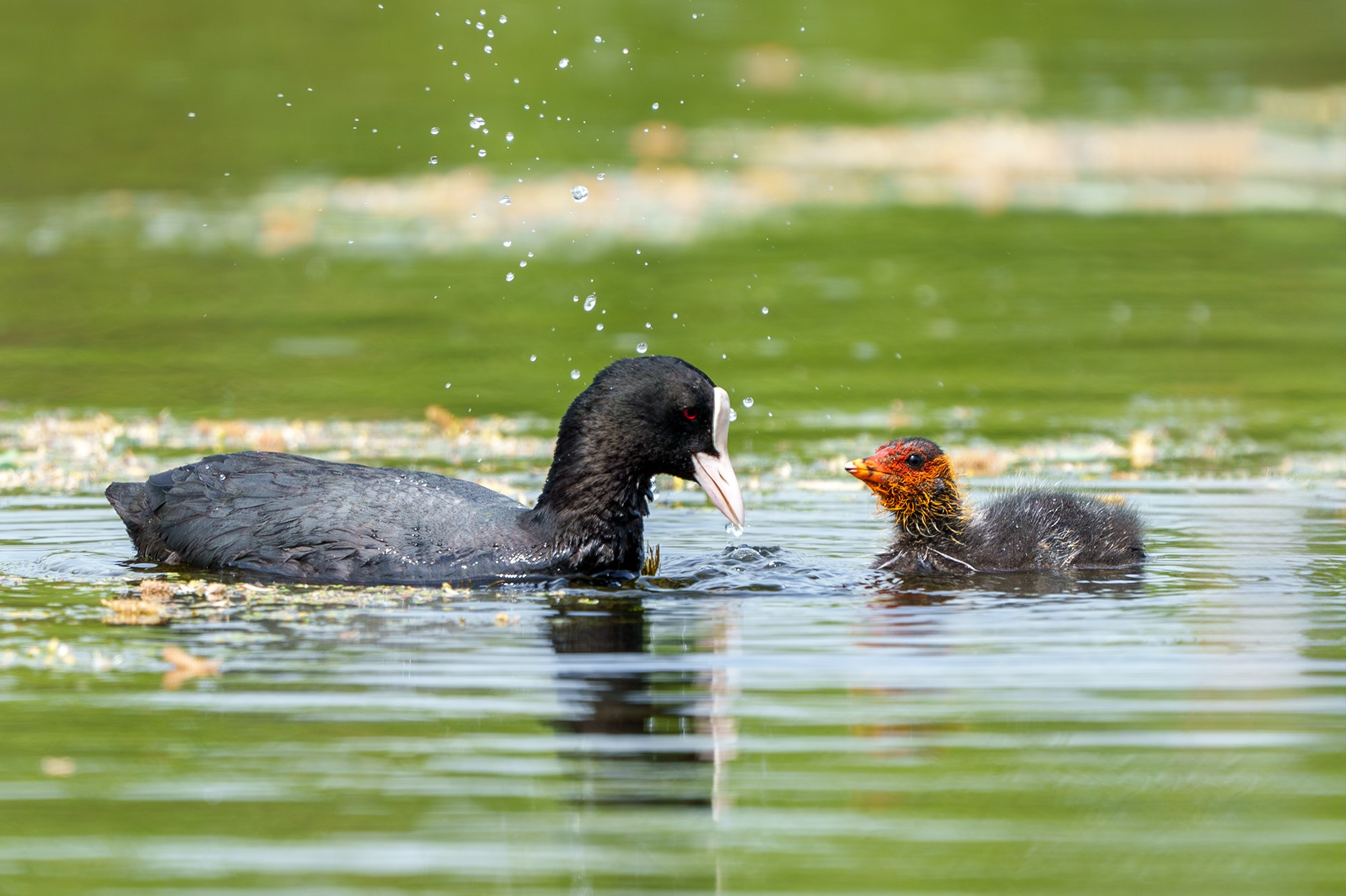 Удивительные мир птиц. Вокруг нас столько прекрасного — присмотритесь!. Ваш личный фотограф Марина Волкова