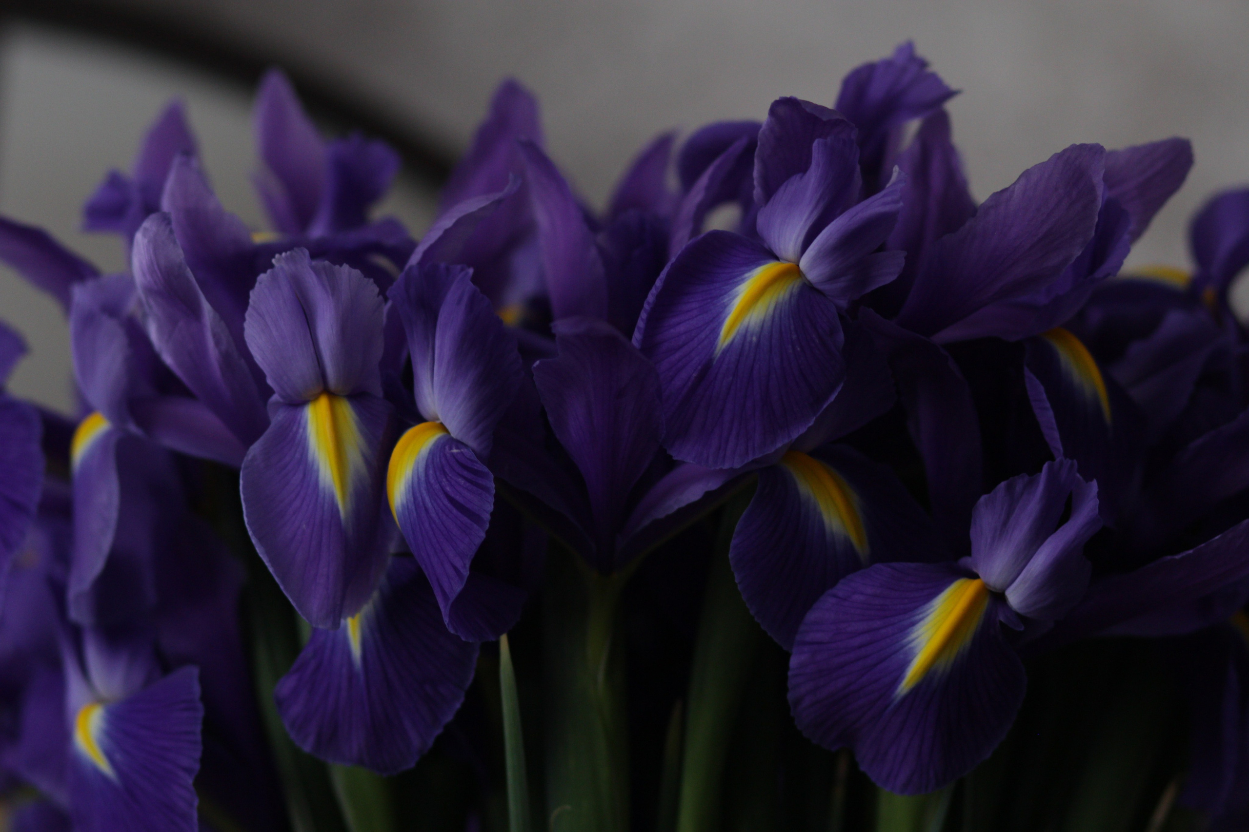 Букет фиолетовых ирисов