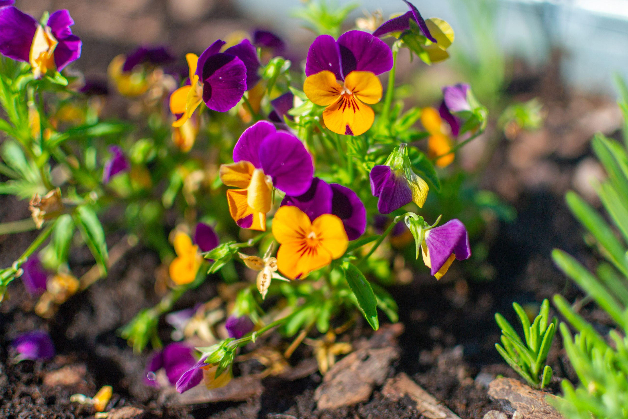 Тульская областная онкологическая больница (лето-цветы, NIKON D3100 35 мм F1,8)). Фотограф в Туле Крупский АнДРей. Фотостудия «КАДР71» в Туле