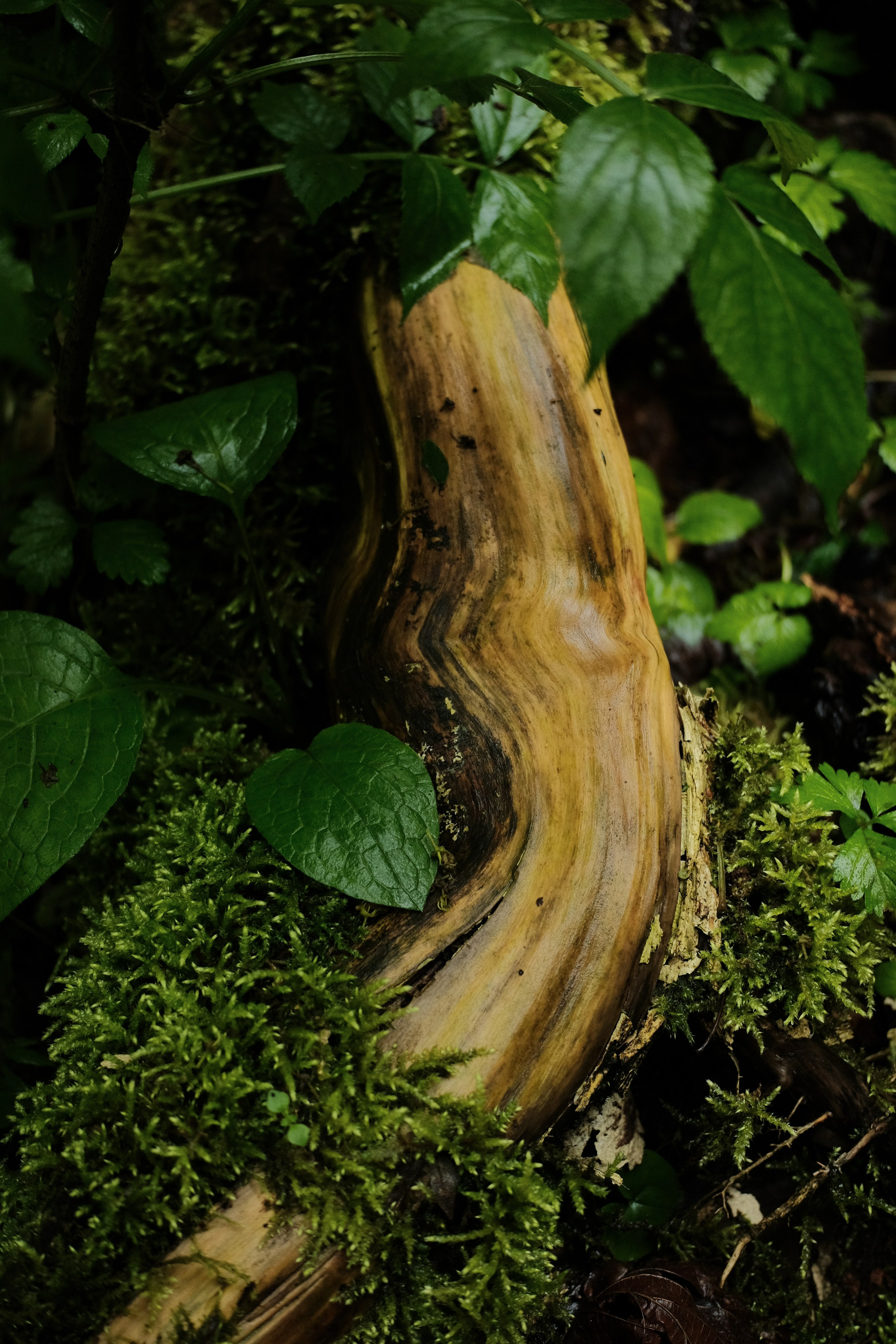 Abkhazia. Creative travel photographer — Berg Daria