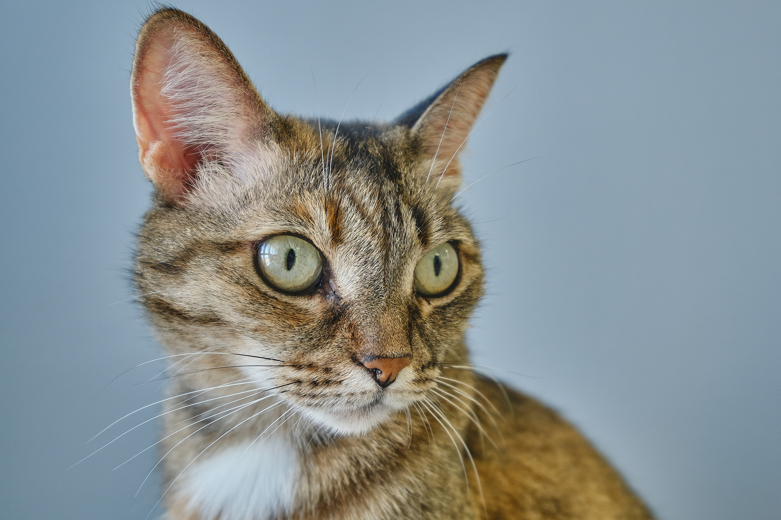 Кухня на заказ в Томске Северный Парк | Мебель Кухни Шкафы заказать. ГУДРУМ — Мебель на заказ в Томске | Кухни | Шкафы | Стулья и Столы