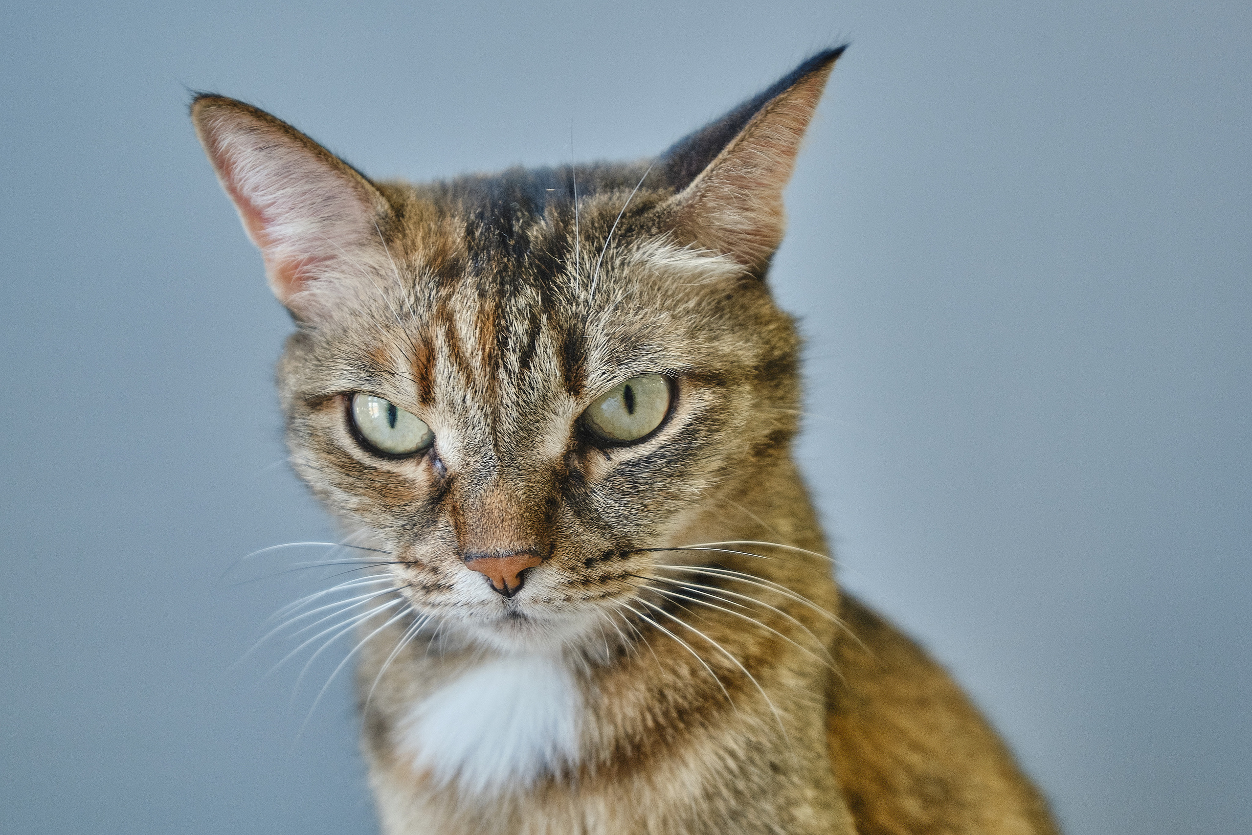 Кухня на заказ в Томске Северный Парк | Мебель Кухни Шкафы заказать. ГУДРУМ — Мебель на заказ в Томске | Кухни | Шкафы | Стулья и Столы