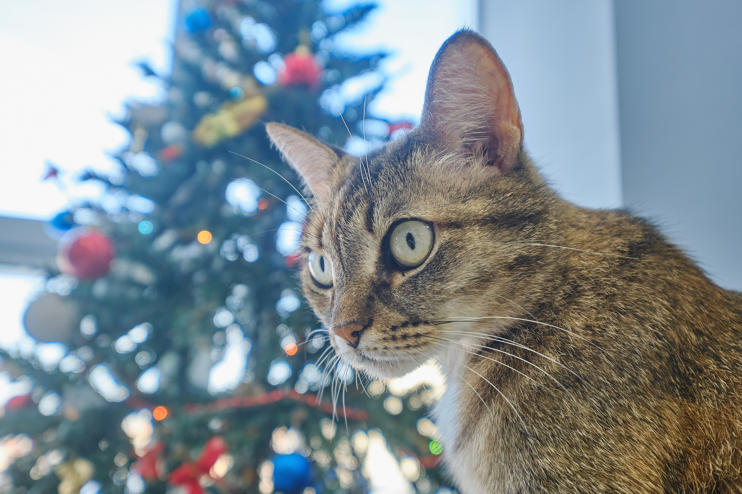 Кухня на заказ в Томске Северный Парк | Мебель Кухни Шкафы заказать. ГУДРУМ — Мебель на заказ в Томске | Кухни | Шкафы | Стулья и Столы