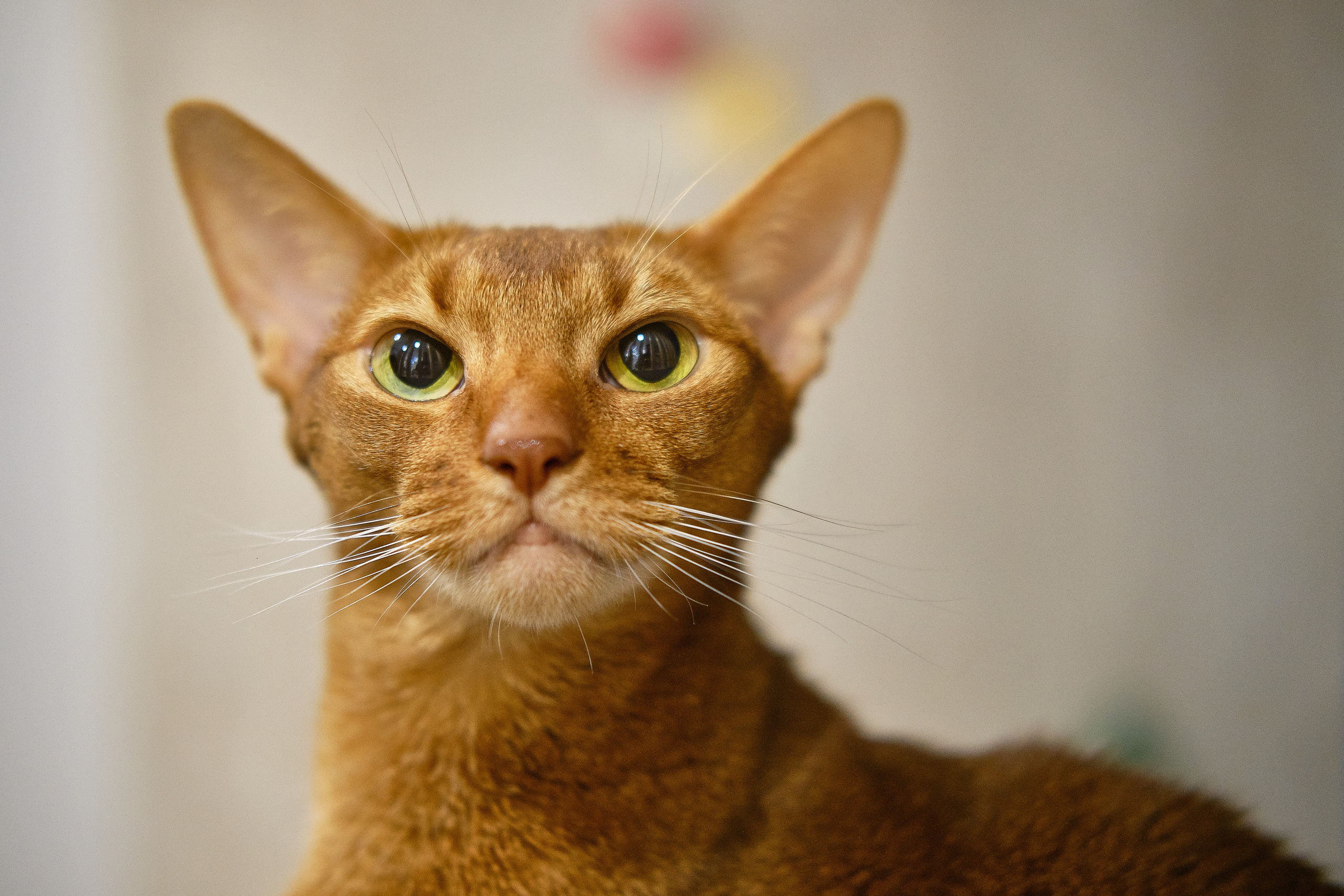 Кухня на заказ в Томске на ул.Гоголя Томск| Мебель Кухни Шкафы. ГУДРУМ — Мебель на заказ в Томске | Кухни | Шкафы | Стулья и Столы