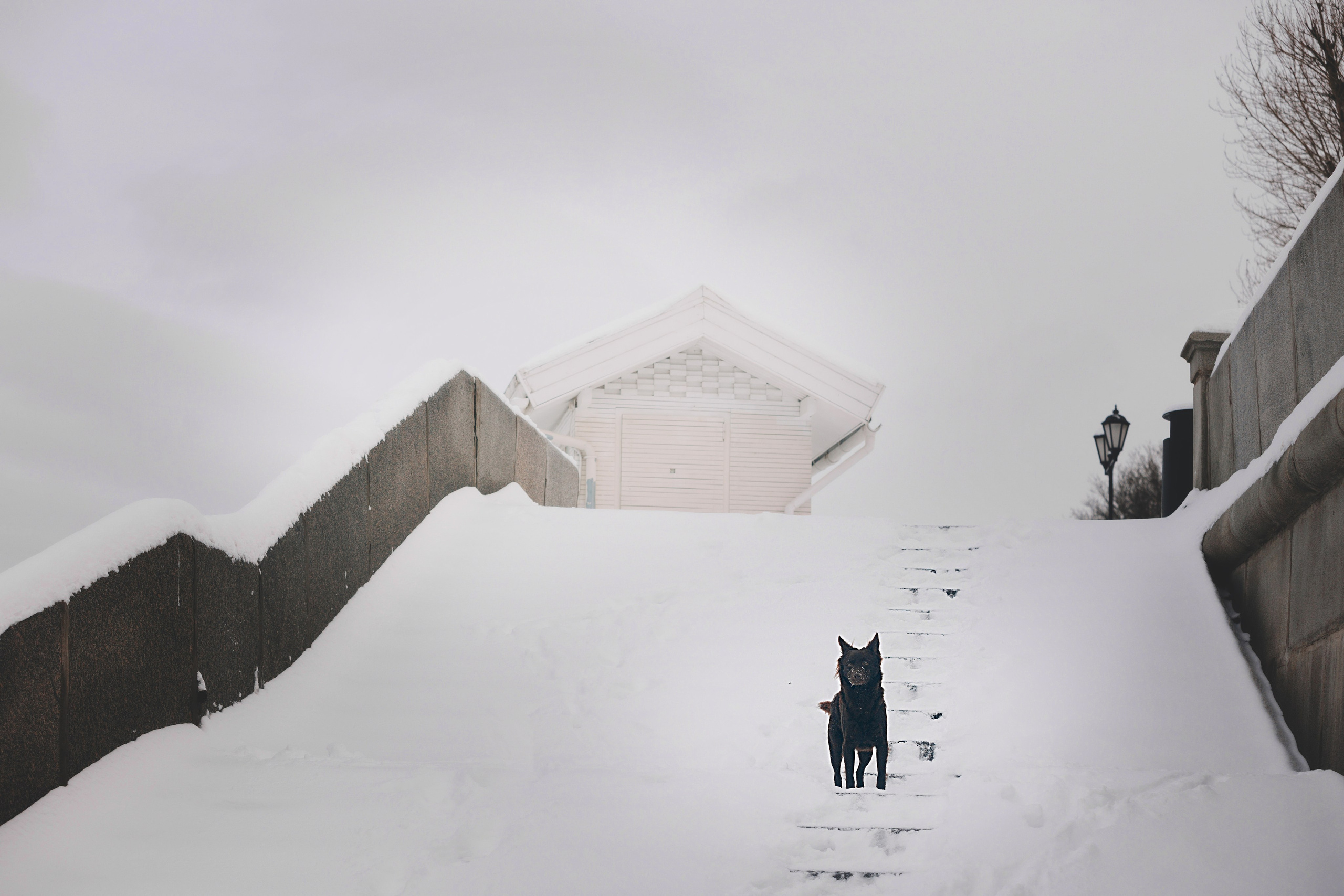Соня и Персей в Нескучном саду. Фотограф анималист Кристина Карпова, Москва