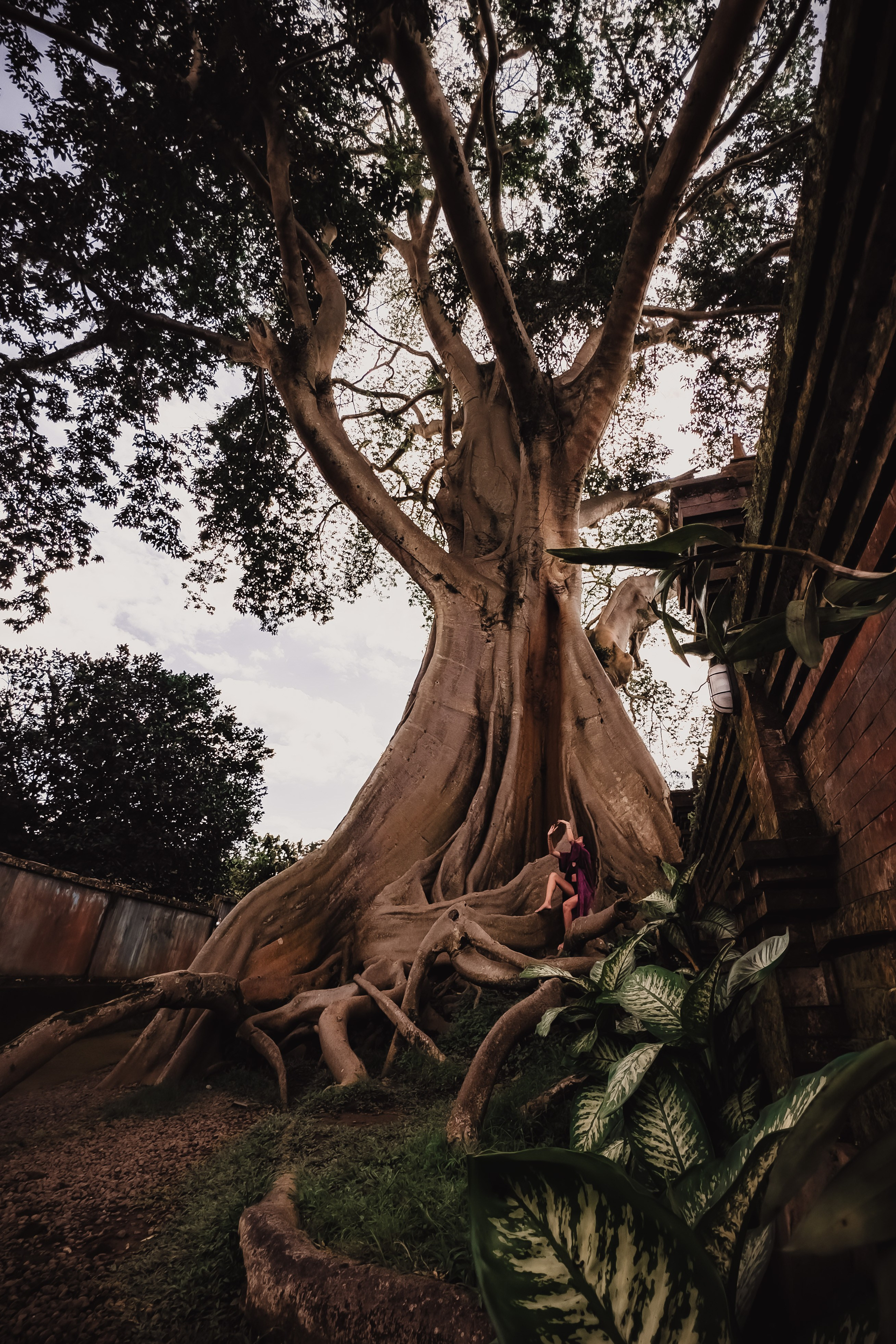 Banyan date. Mariam Bagdasaryan
