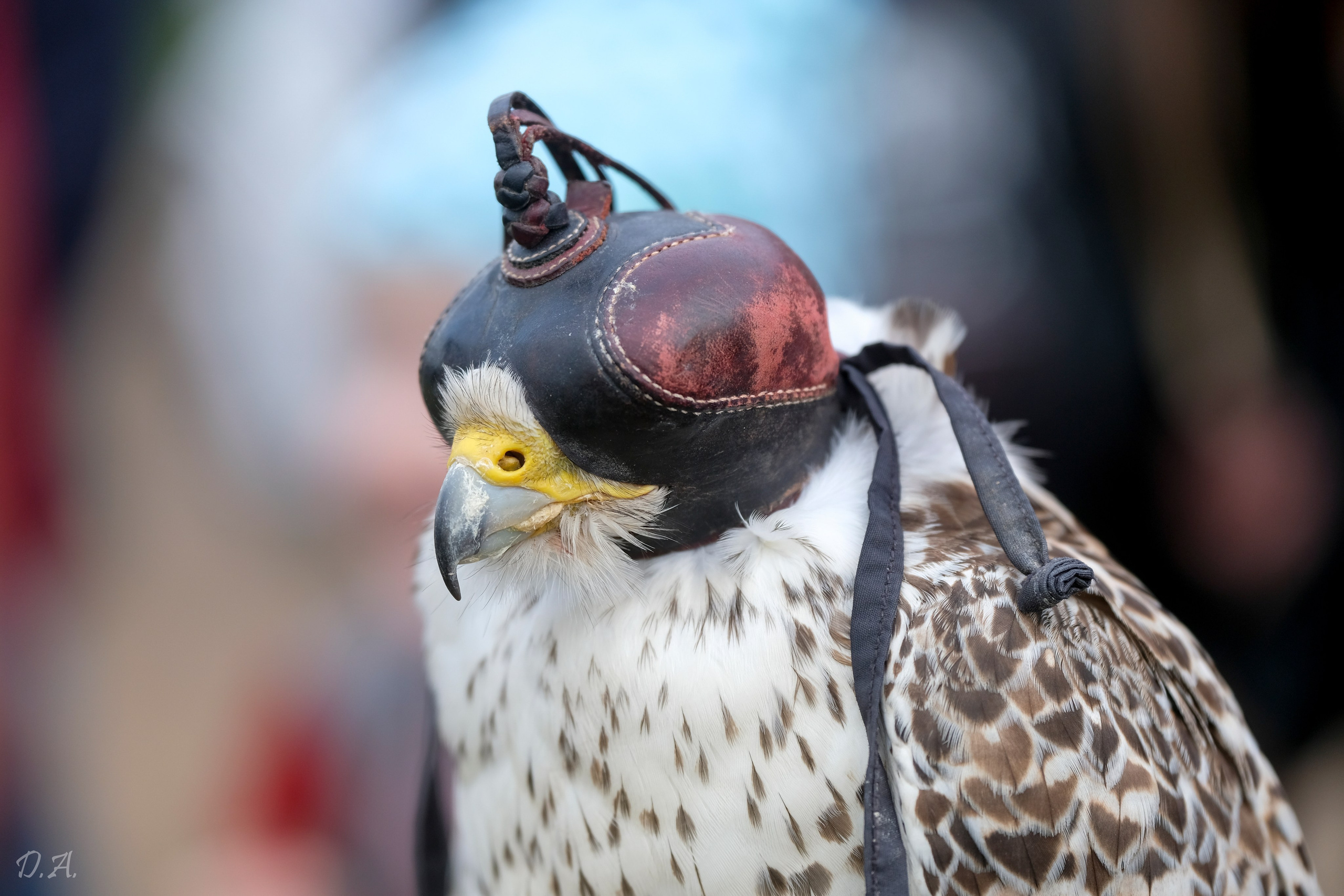 В мире животных. Фотограф Дмитрий Алексеев