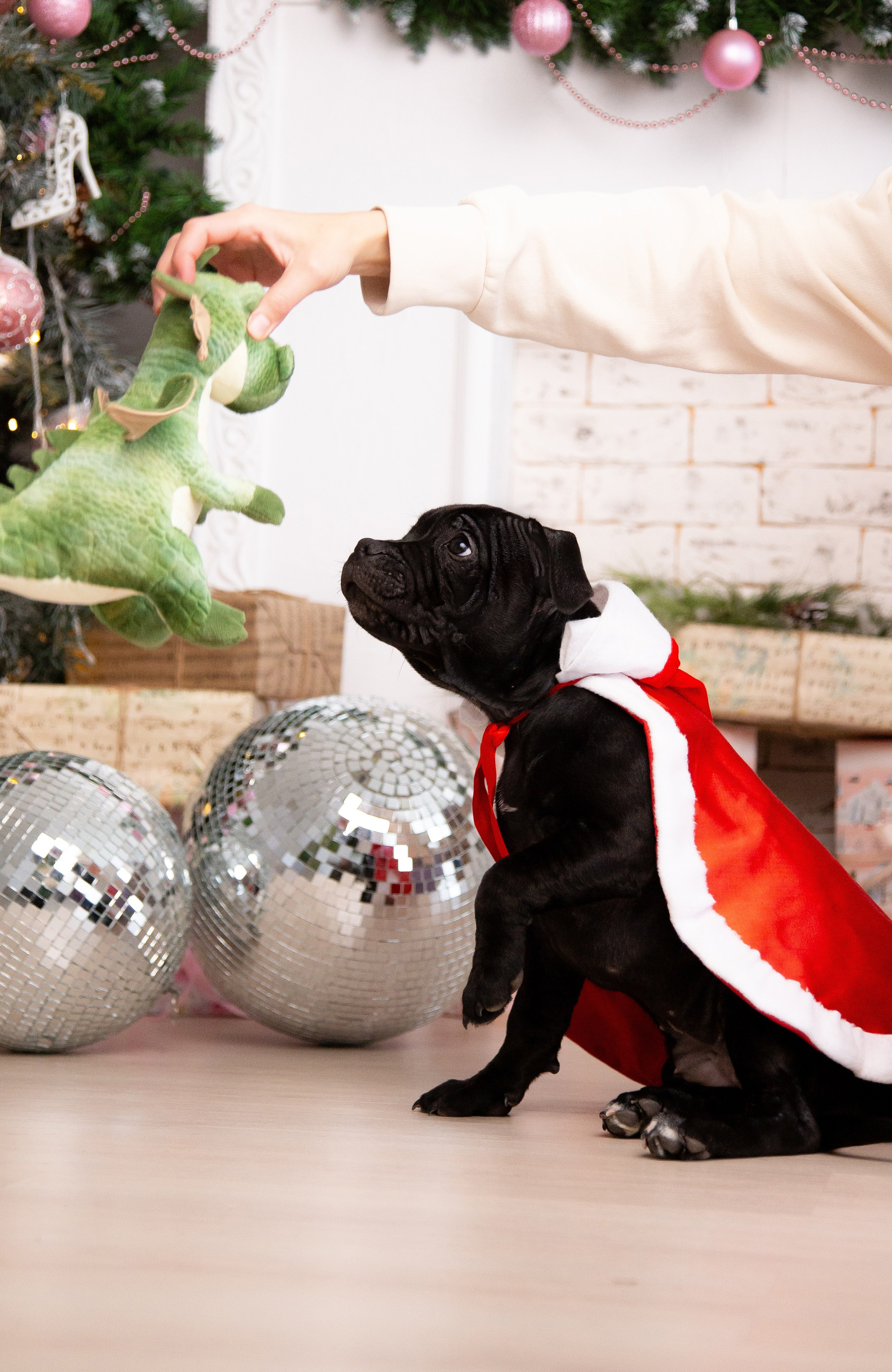 Новогодние малыши. Фотограф Анималист в Перми Анастасия Остерман