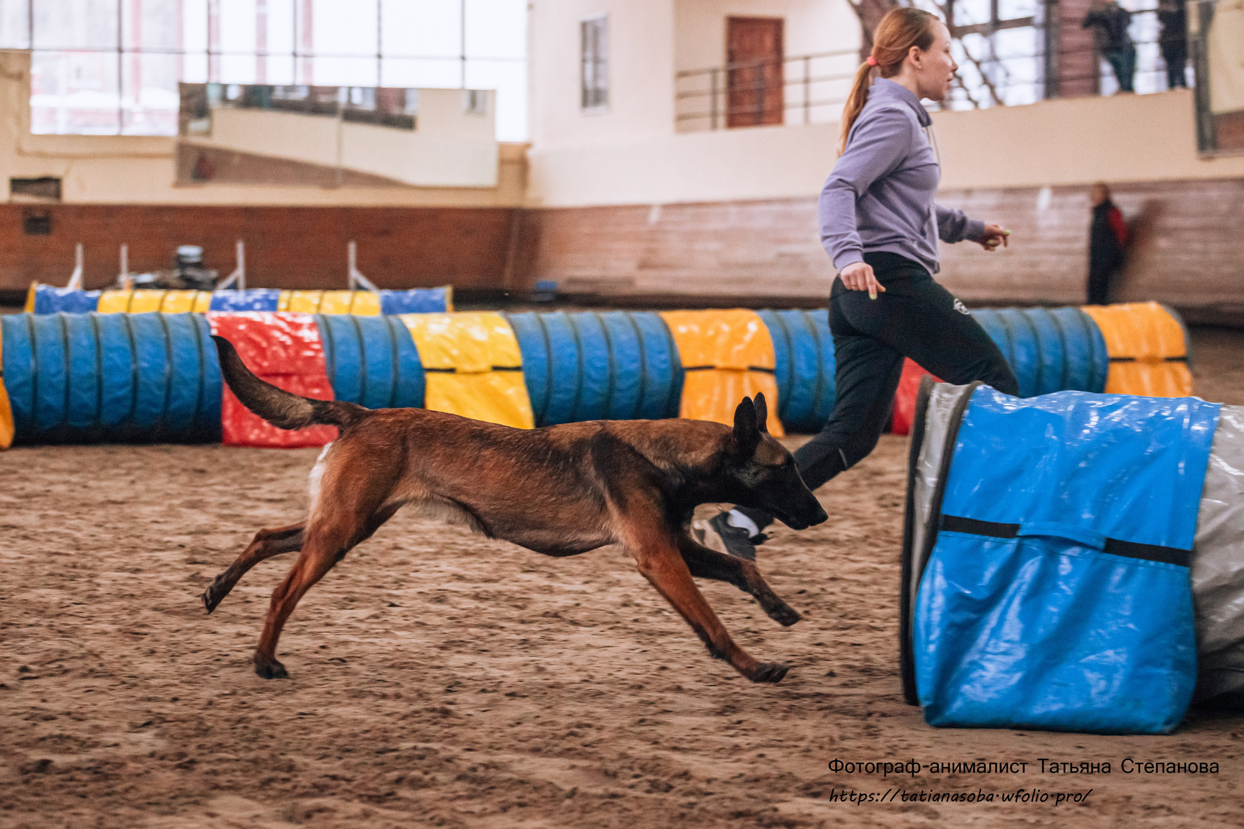 Соревнования по Аджилити 25.02.2024. Фотограф-анималист Татьяна Степанова