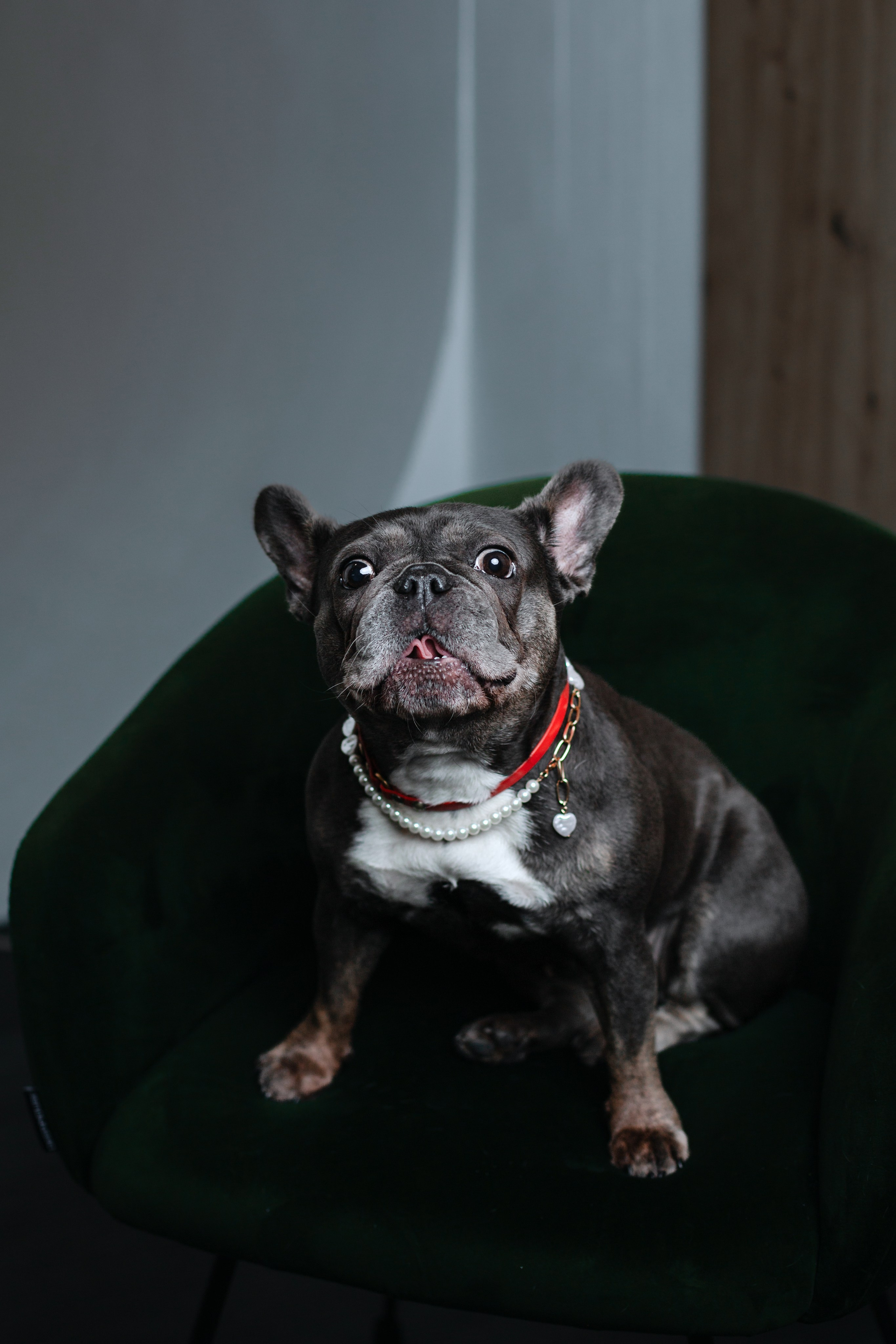 Бульвстреча 2025. Фотограф-анималист Татьяна Степанова