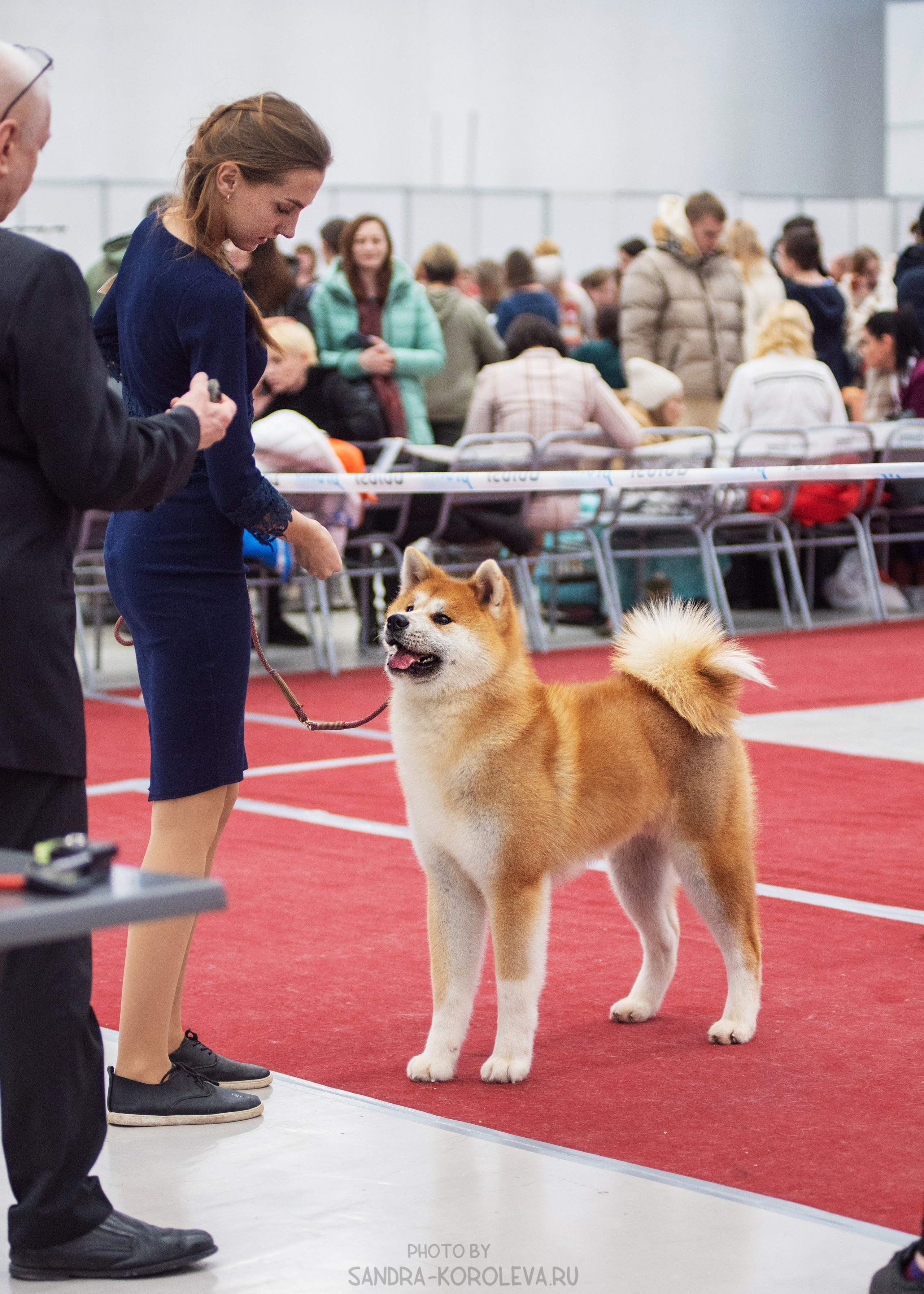 Выставка собак тюмень 14.01.2023. Дог-фотограф в Тюмени Александра Королева