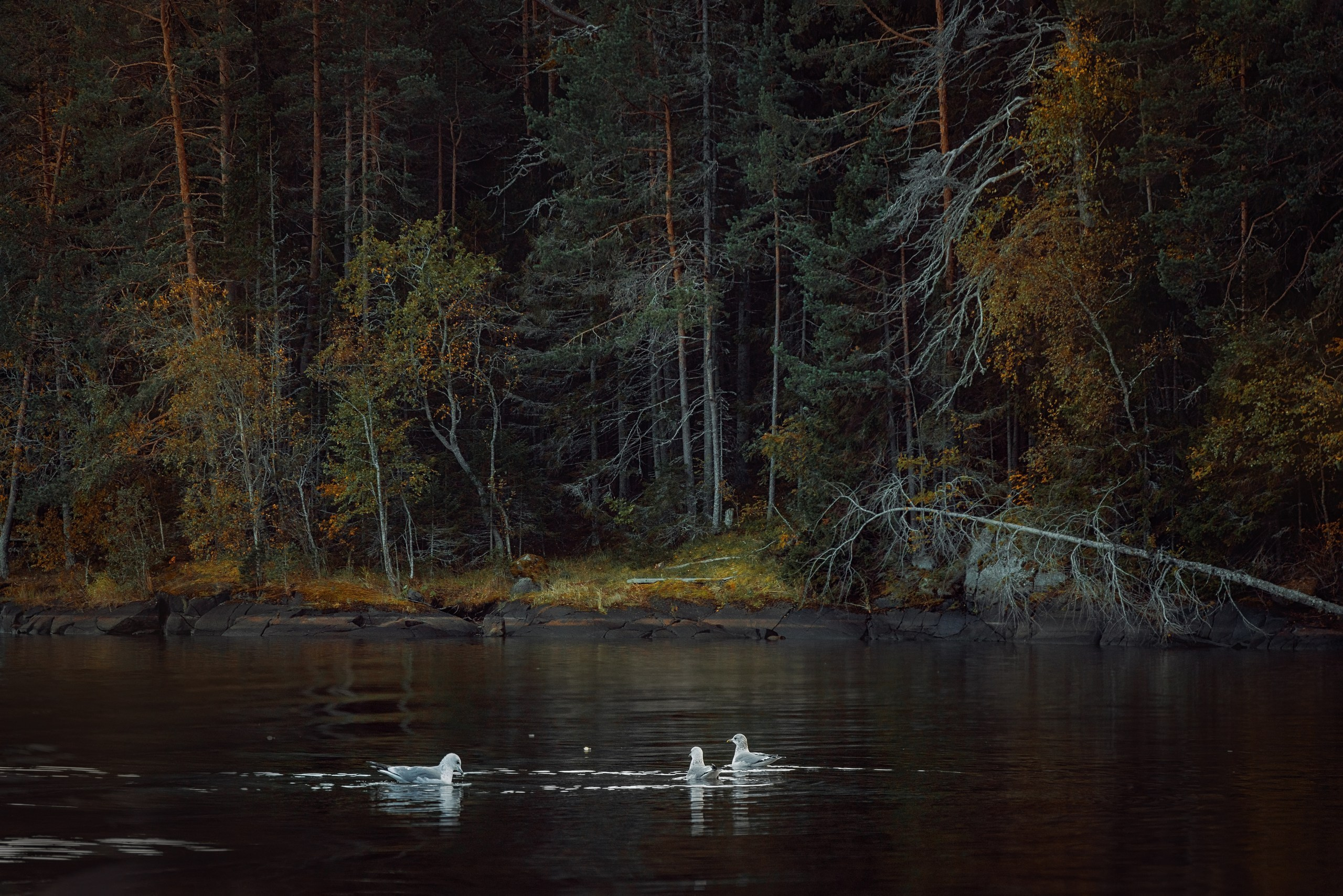 Пейзаж. Детская Конная фотография в Москве Юлия Шепелева