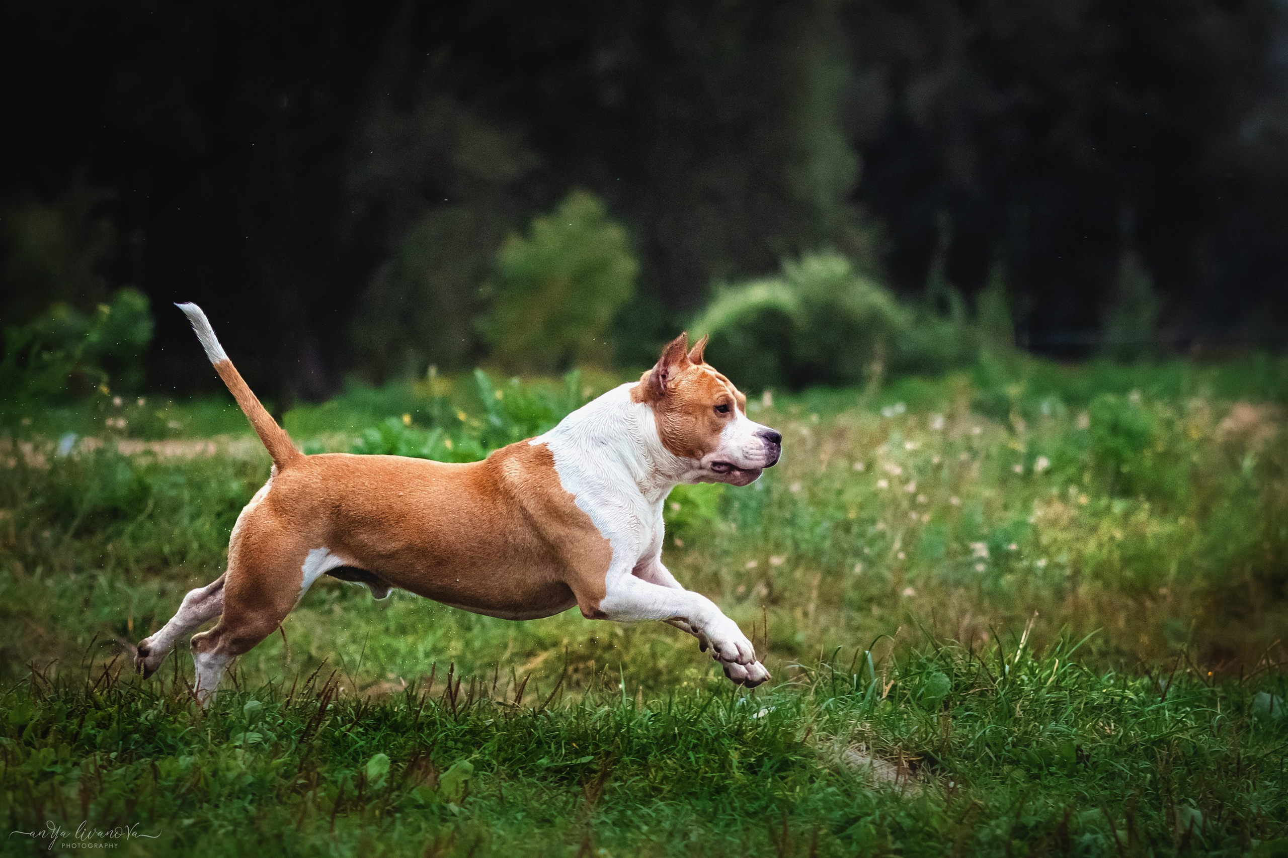Винт и Дея. Фотограф анималист Аня Ливанова | Рыбинск