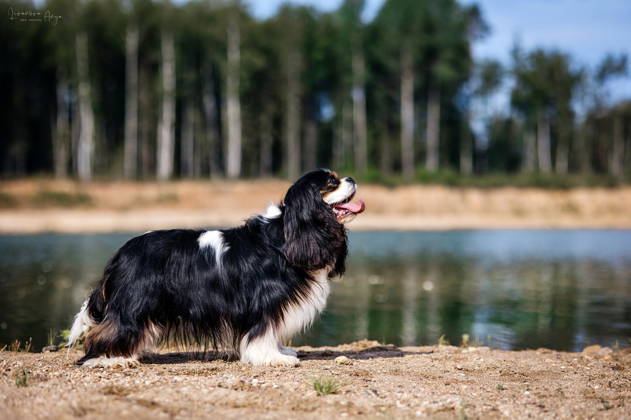 Троицкий карьер. Фотограф анималист Аня Ливанова | Рыбинск