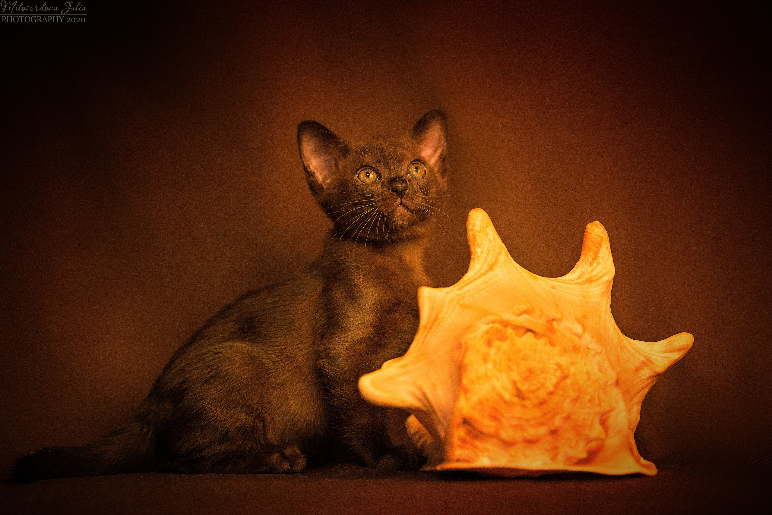 Фотосъёмка домашних животных. Фотограф Юлия Милосердова