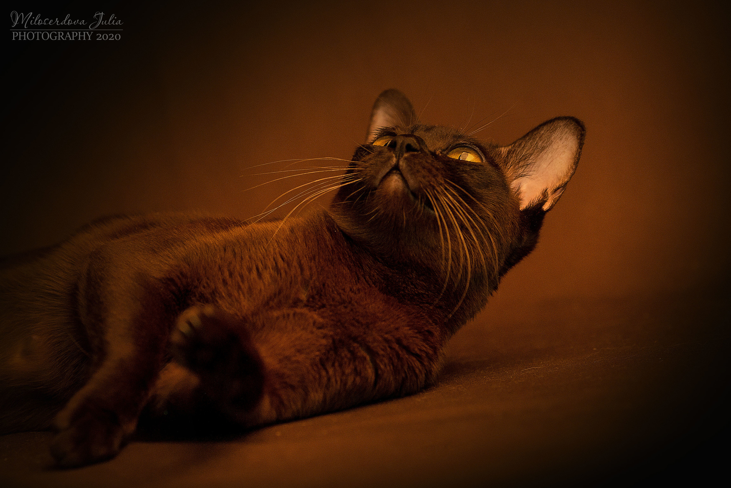 Фотосъёмка домашних животных. Фотограф Юлия Милосердова