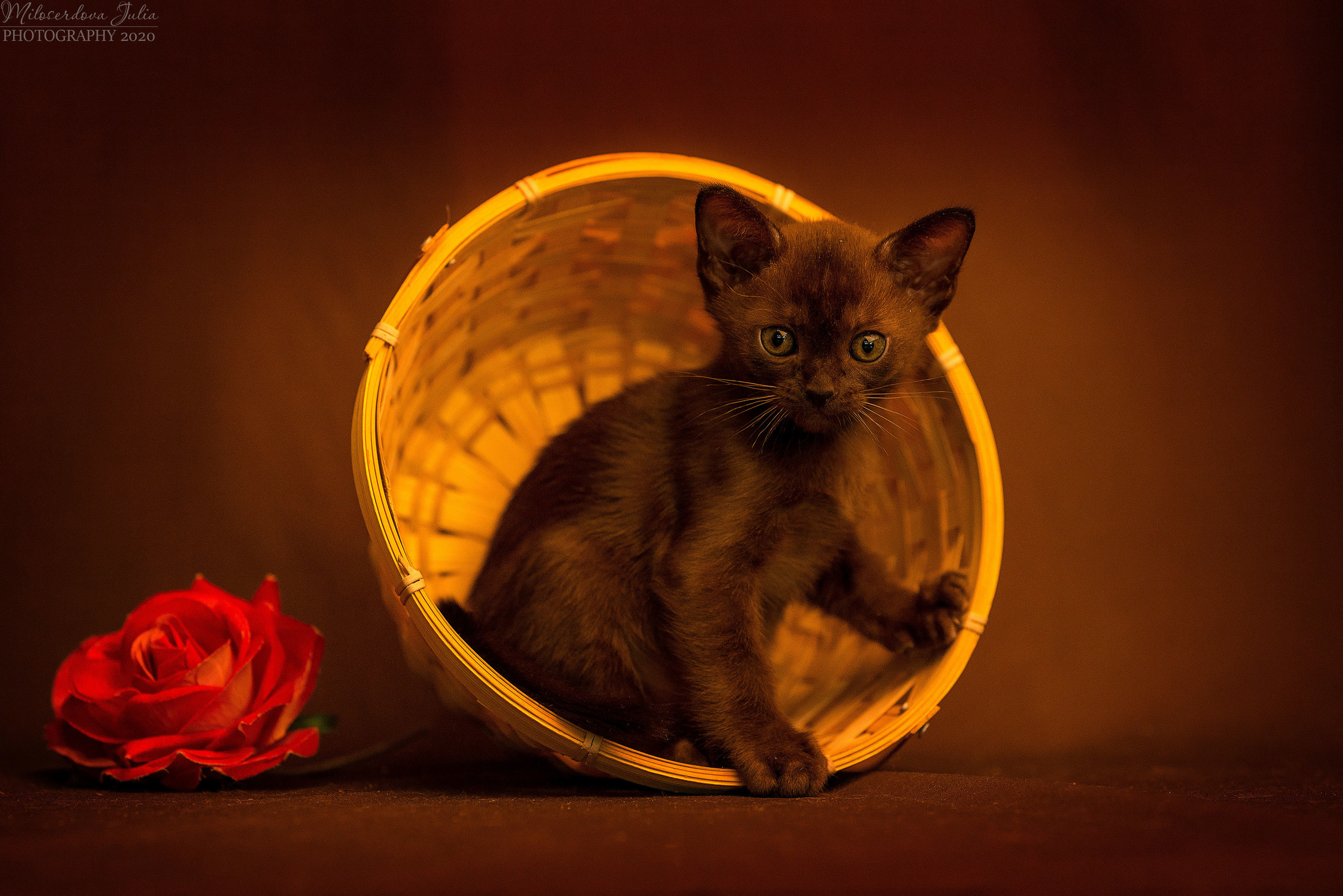 Фотосъёмка домашних животных. Фотограф Юлия Милосердова