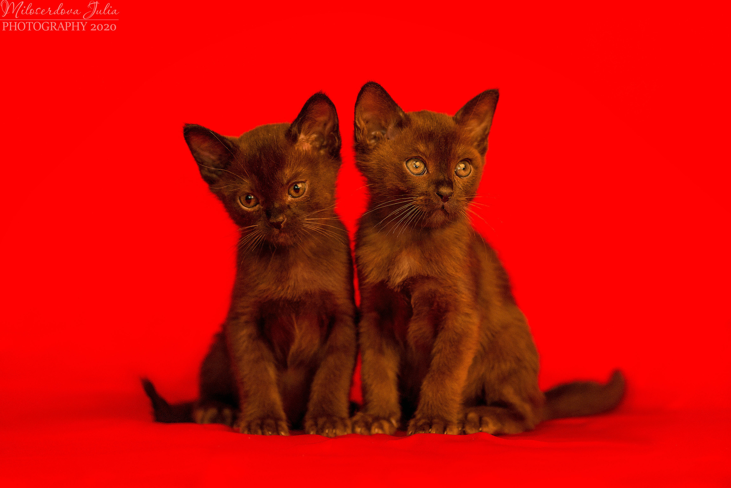 Фотосъёмка домашних животных. Фотограф Юлия Милосердова