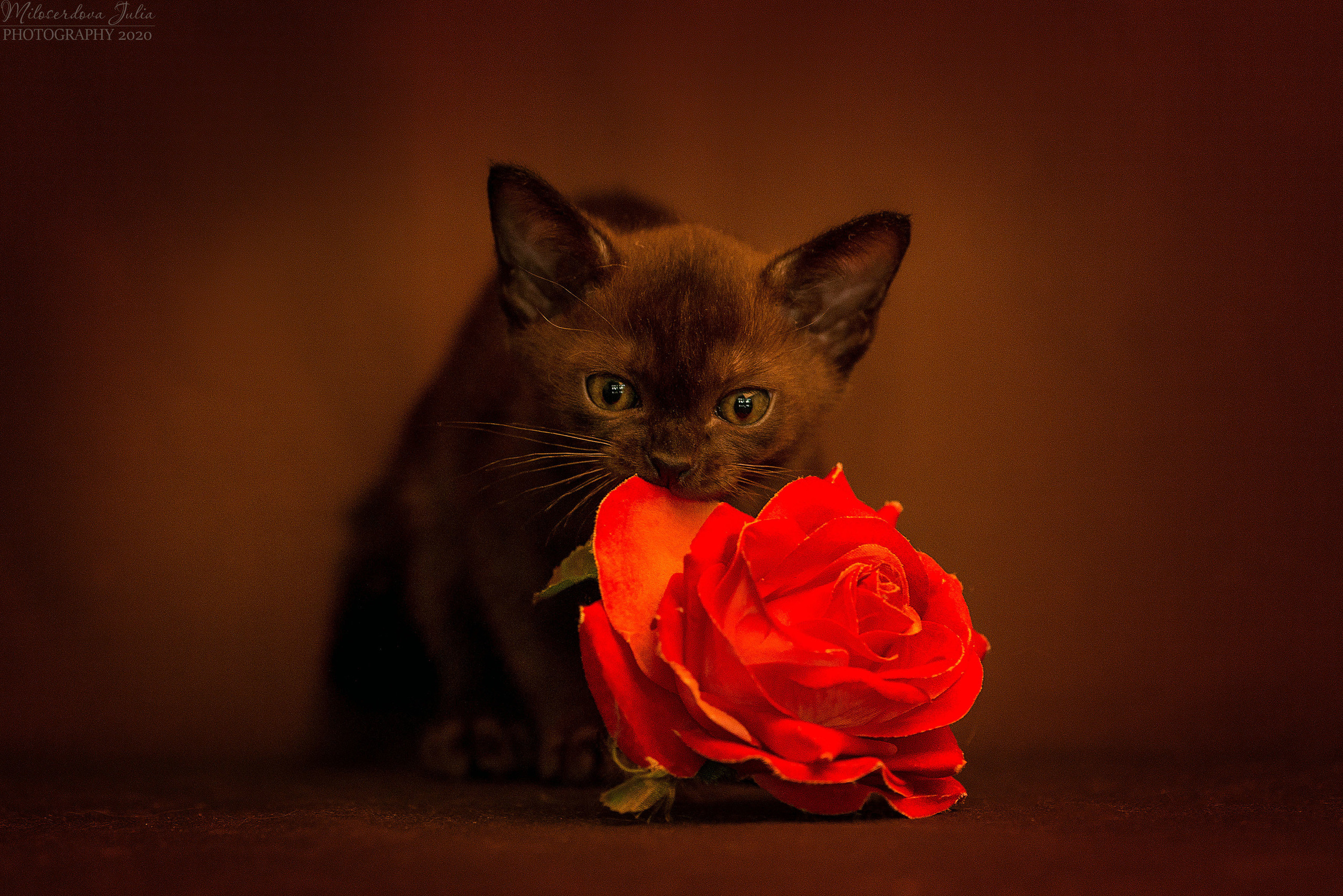 Фотосъёмка домашних животных. Фотограф Юлия Милосердова