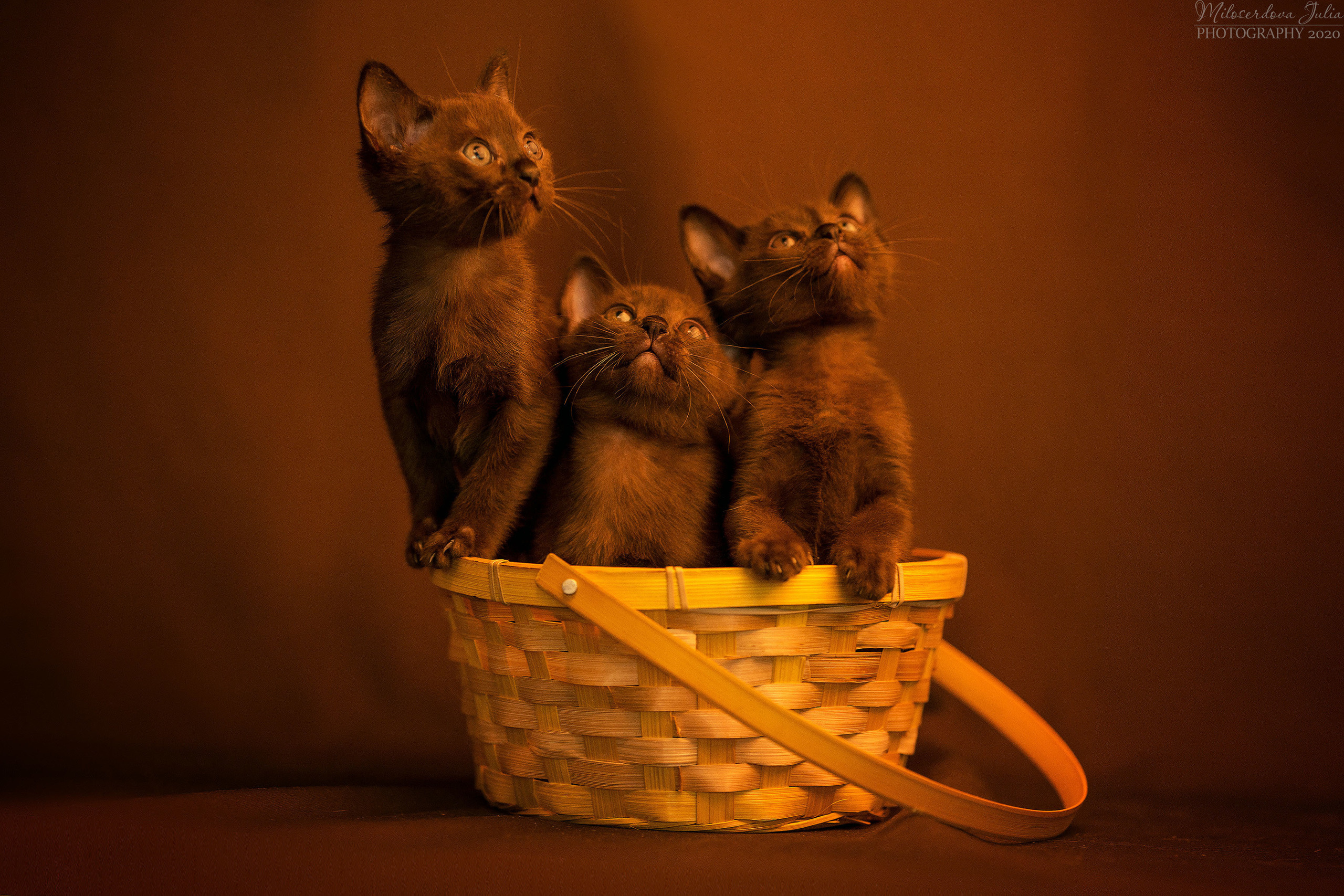 Фотосъёмка домашних животных. Фотограф Юлия Милосердова