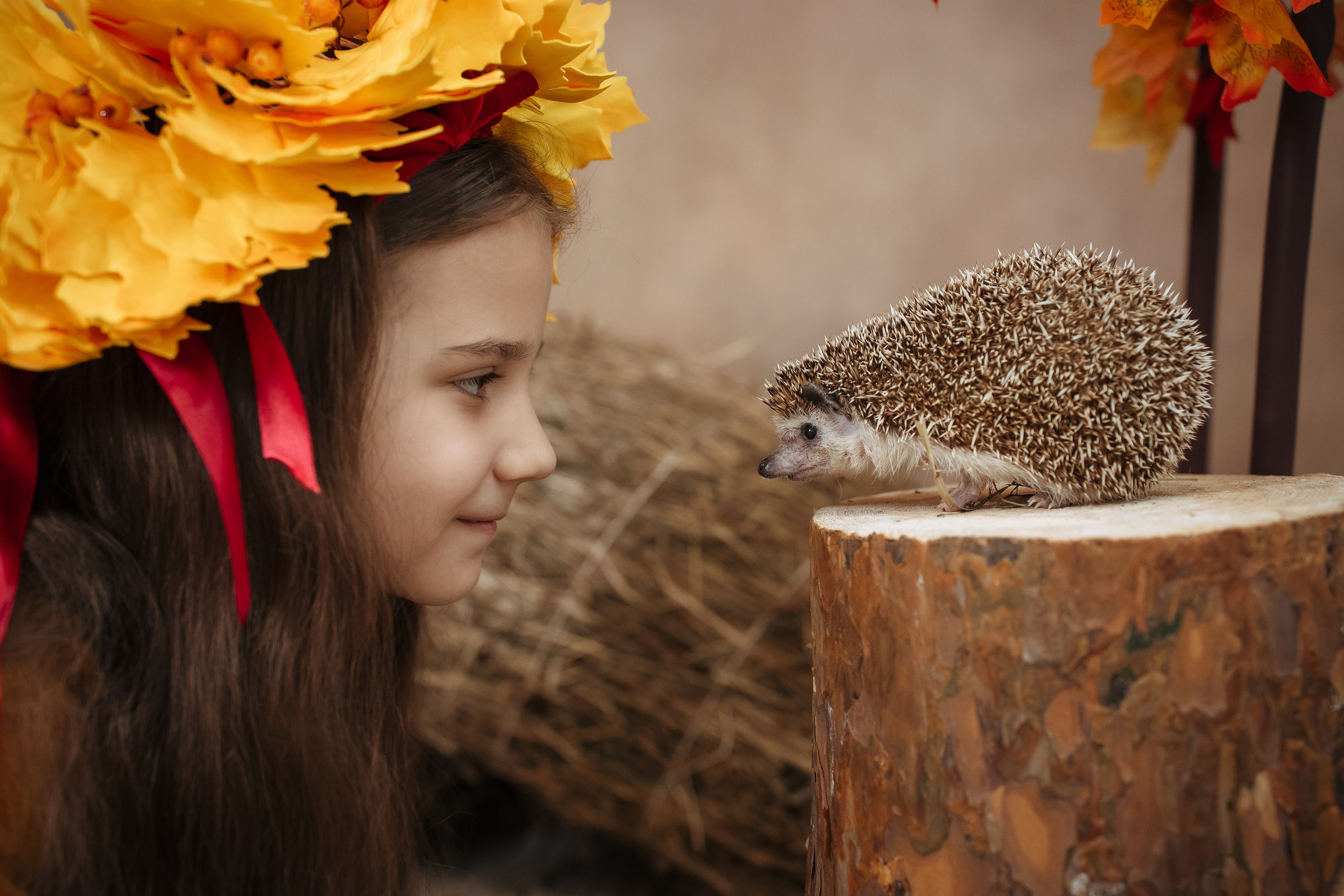 Ёжик. Фотограф Казакова Анастасия