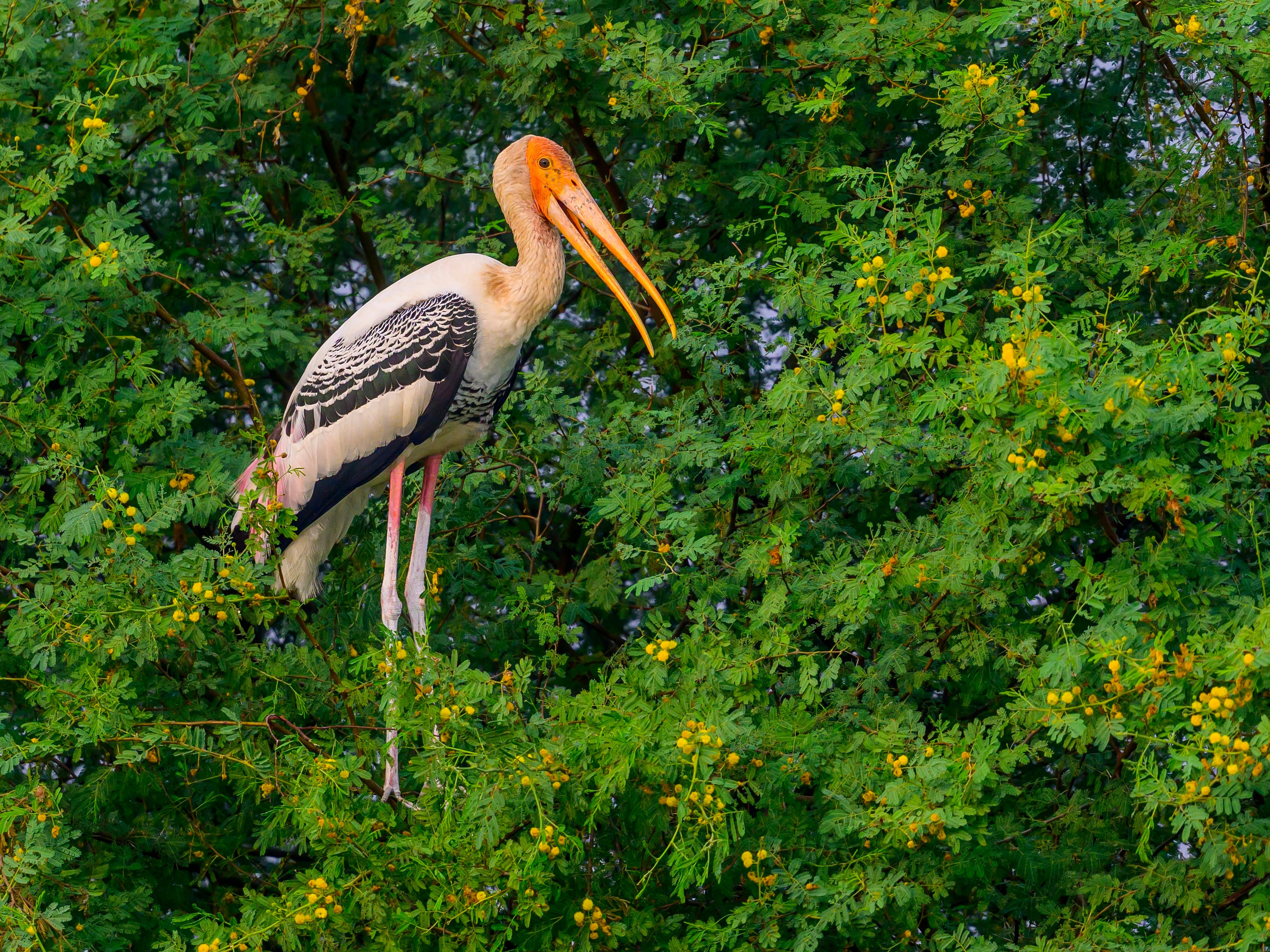 Раджастан, Индия. Wildlife photography by Sergey Puponin