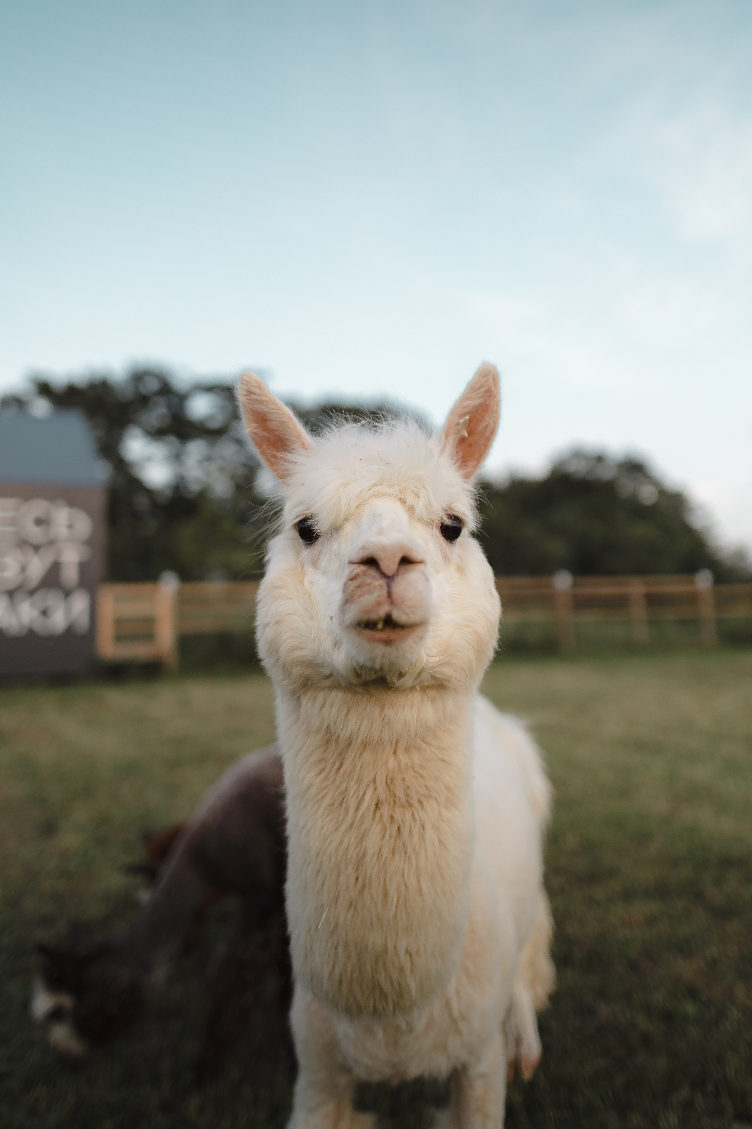 Приморские Альпаки. Портретный фотограф во Владивостоке Александр Сорокин