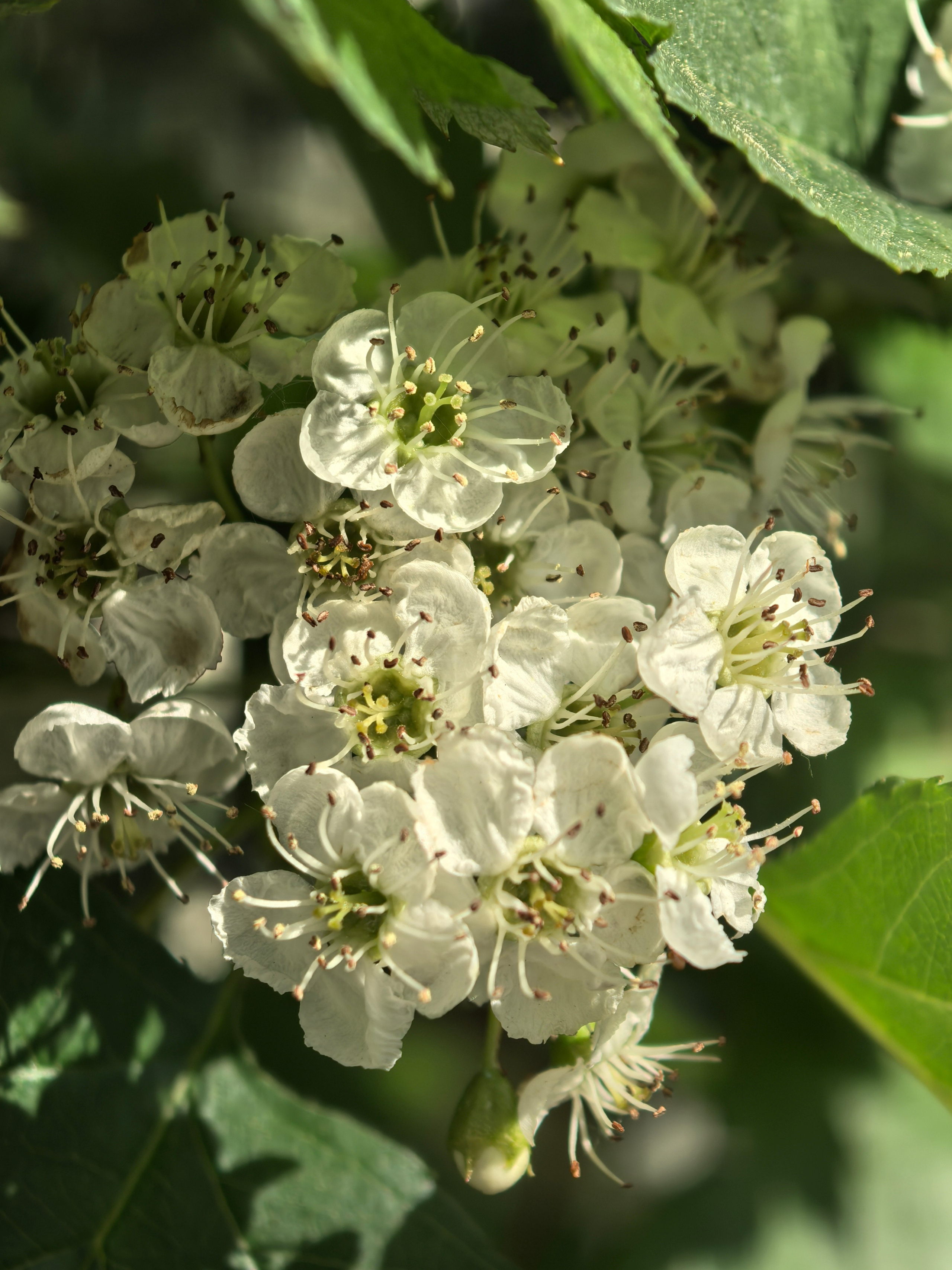 ПочтиМАКРО. Школьные выпускные альбомы в Москве Марина Николаева