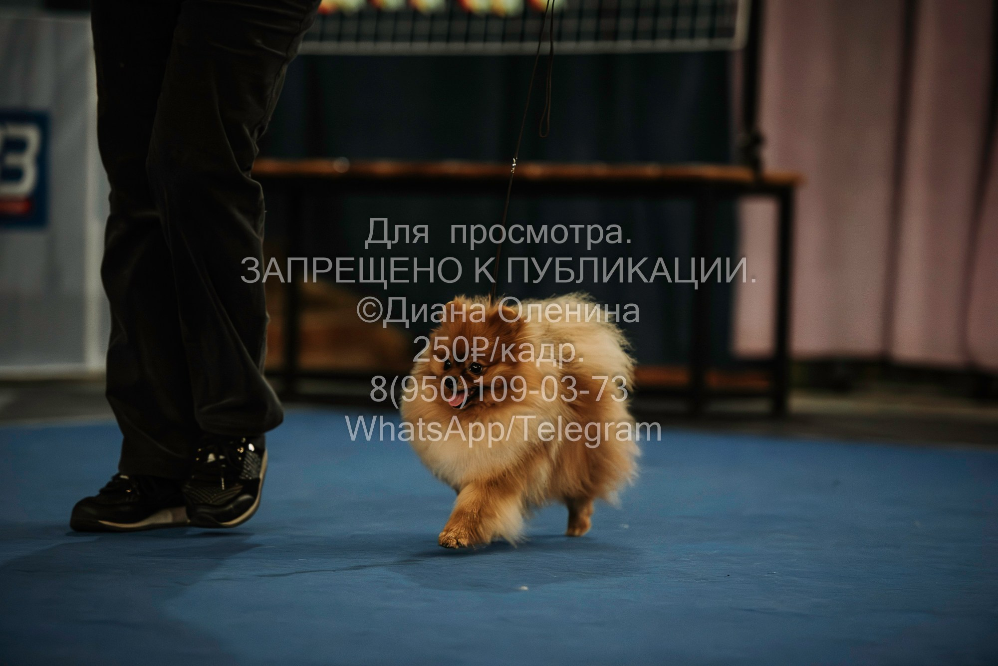 Выставка собак Красноярск 29.10.2023. Фотограф Диана Оленина Красноярск / Братск