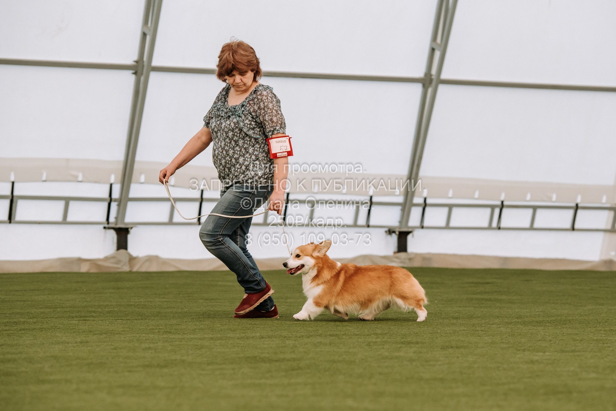 Выставка собак Красноярск 2.06. Фотограф Диана Оленина Красноярск / Братск