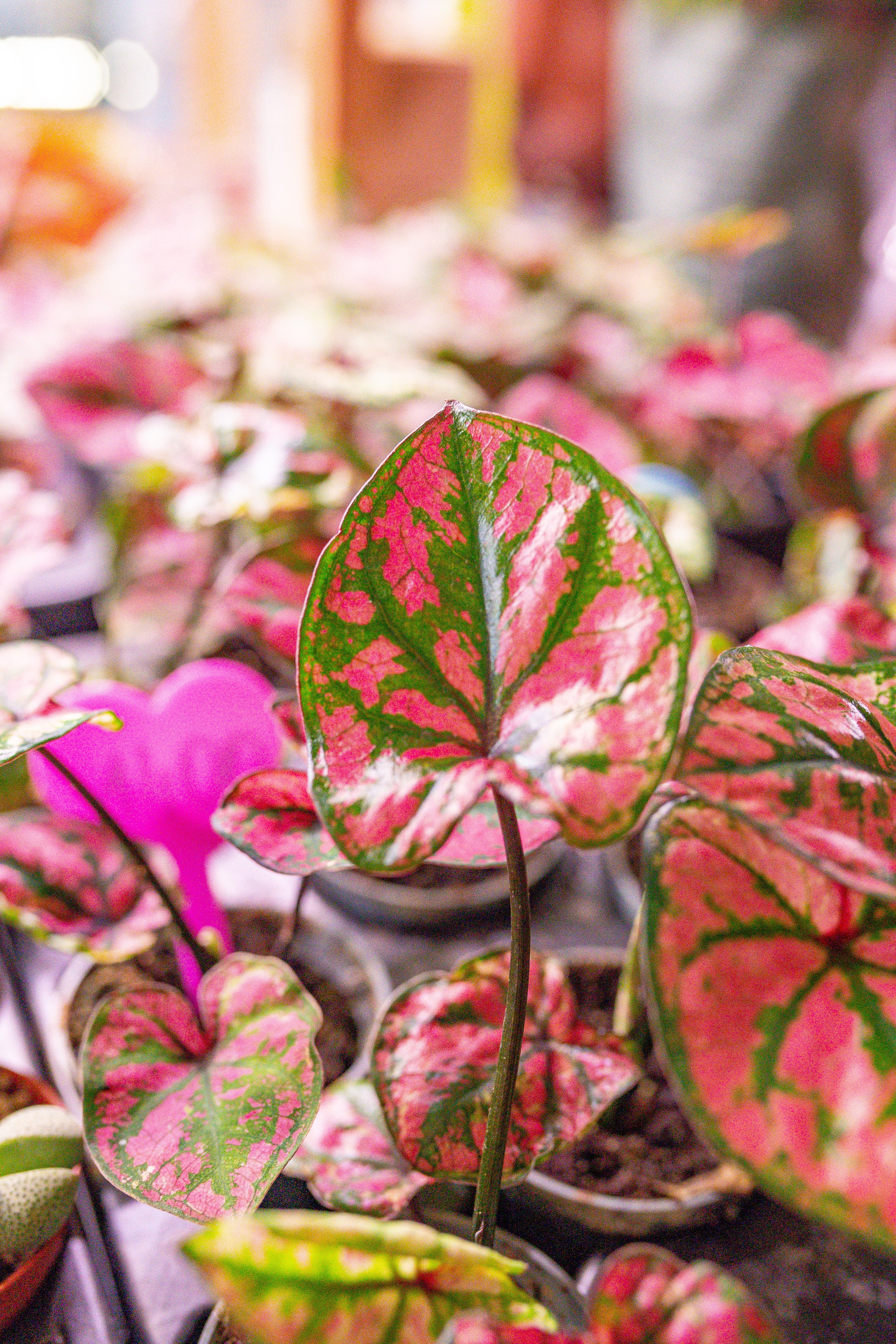 Growbox 5лет. Александра Куликова фотограф, Москва