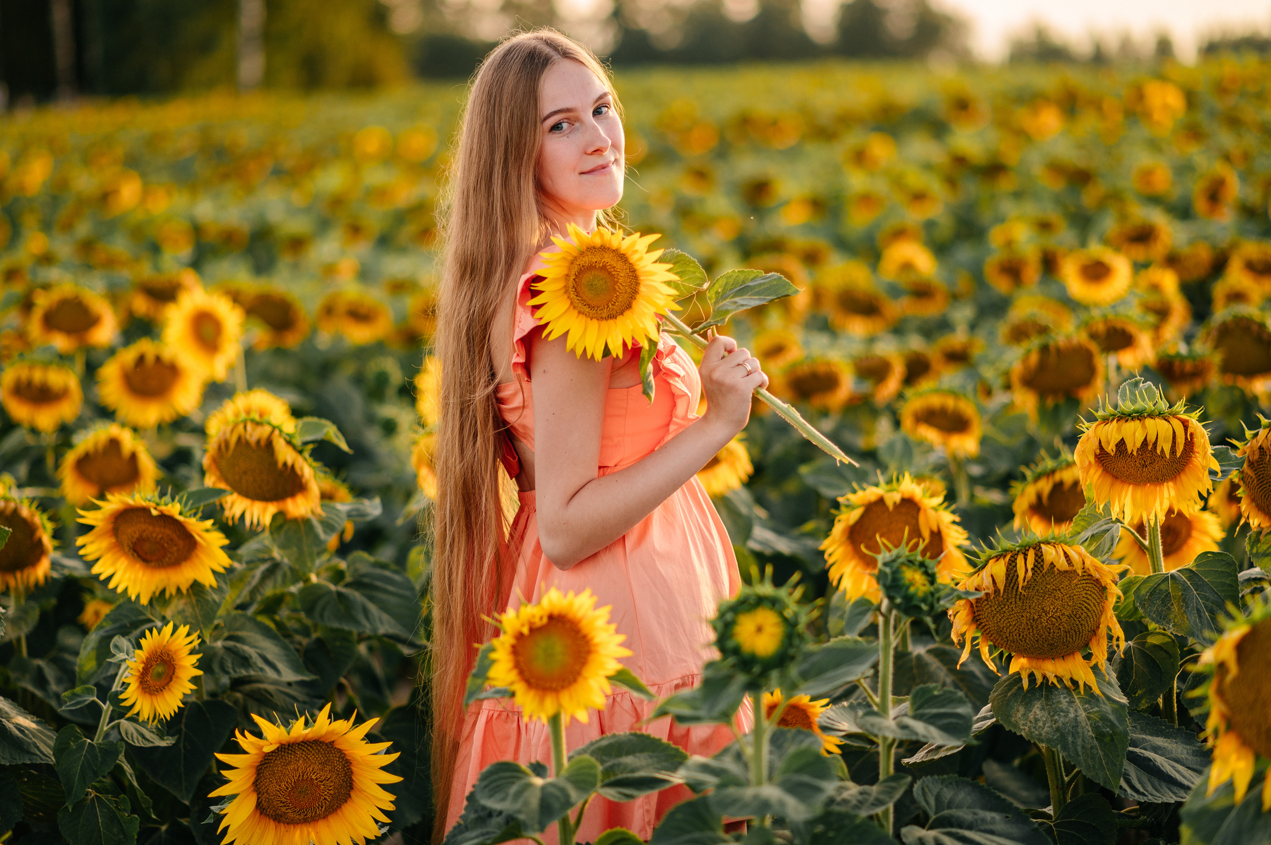 Фотосессия в подсолнухах. Катя Курлович — семейный фотограф в Бобруйске и Минске