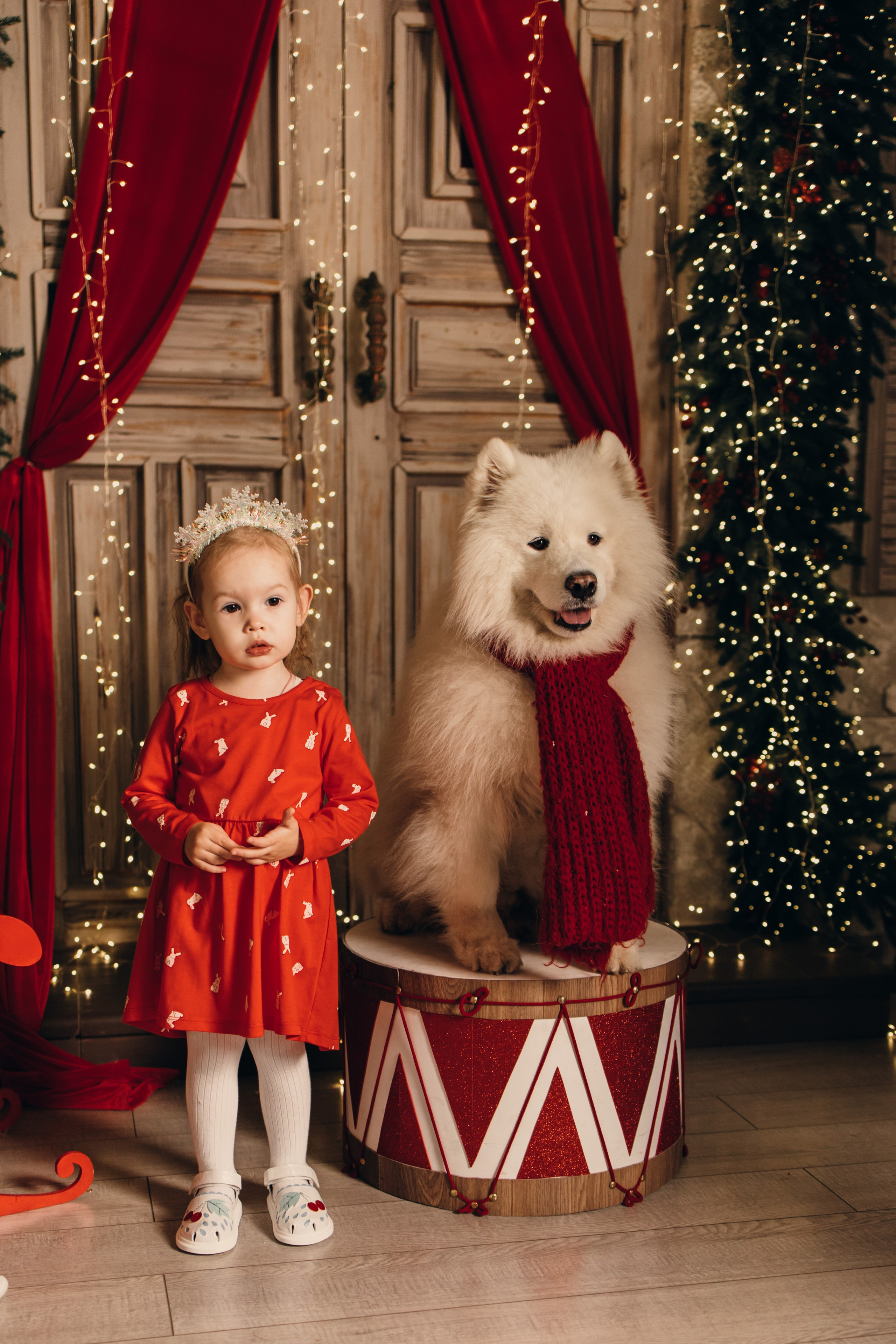 Новогодний самоед. Коновалова Ольга | фотограф в Пензе и Заречном