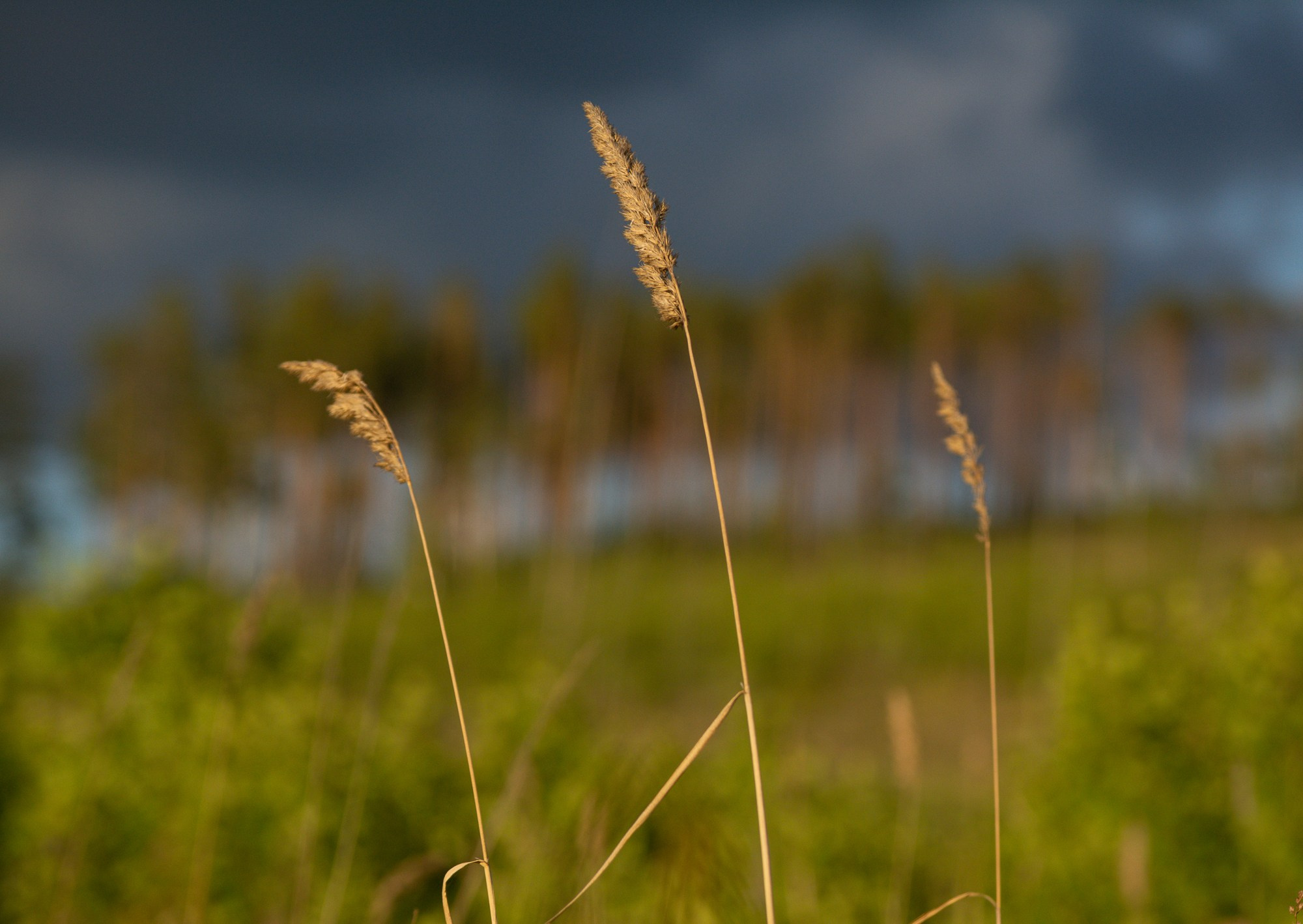 Разное. Репортажный фотограф г. Чита