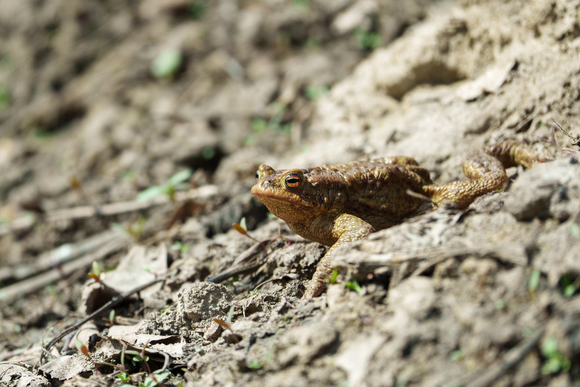 Животные. Ваш личный фотограф Марина Волкова