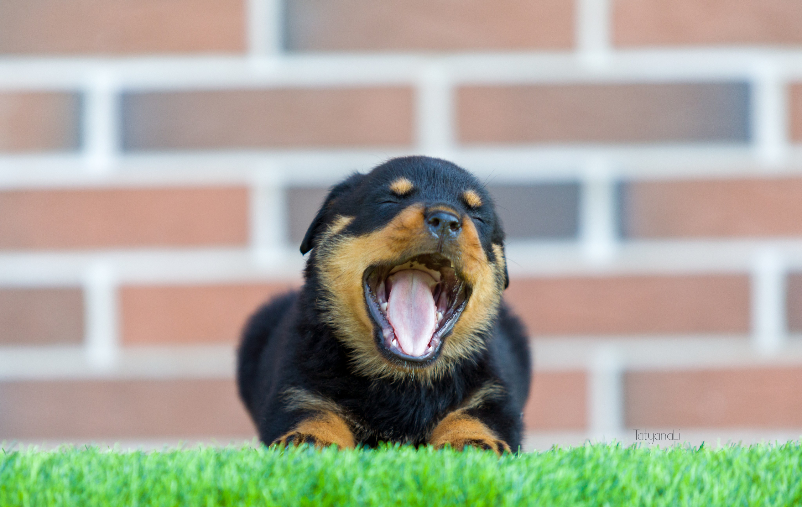 Ротвейлер. Фотограф — анималист Татьяна Ли