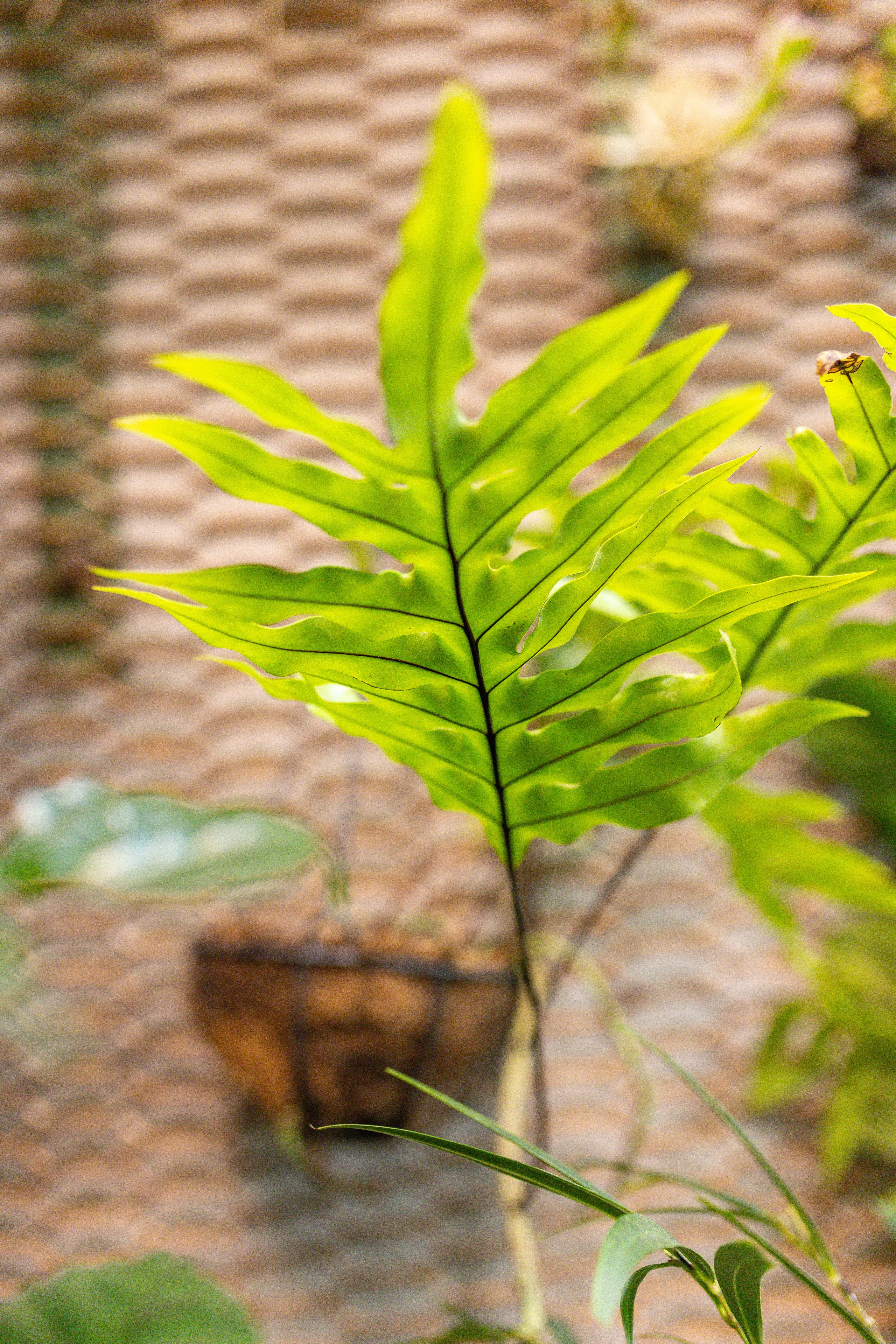 Green rare июнь 2025. Александра Куликова фотограф, Москва